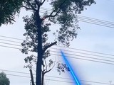  Electric power bureau trims 10 meter tall trees with electric light gun: light saber can cut cactus quickly