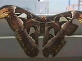 �㶫������̶���ֺ������������϶꣬��չ26������������