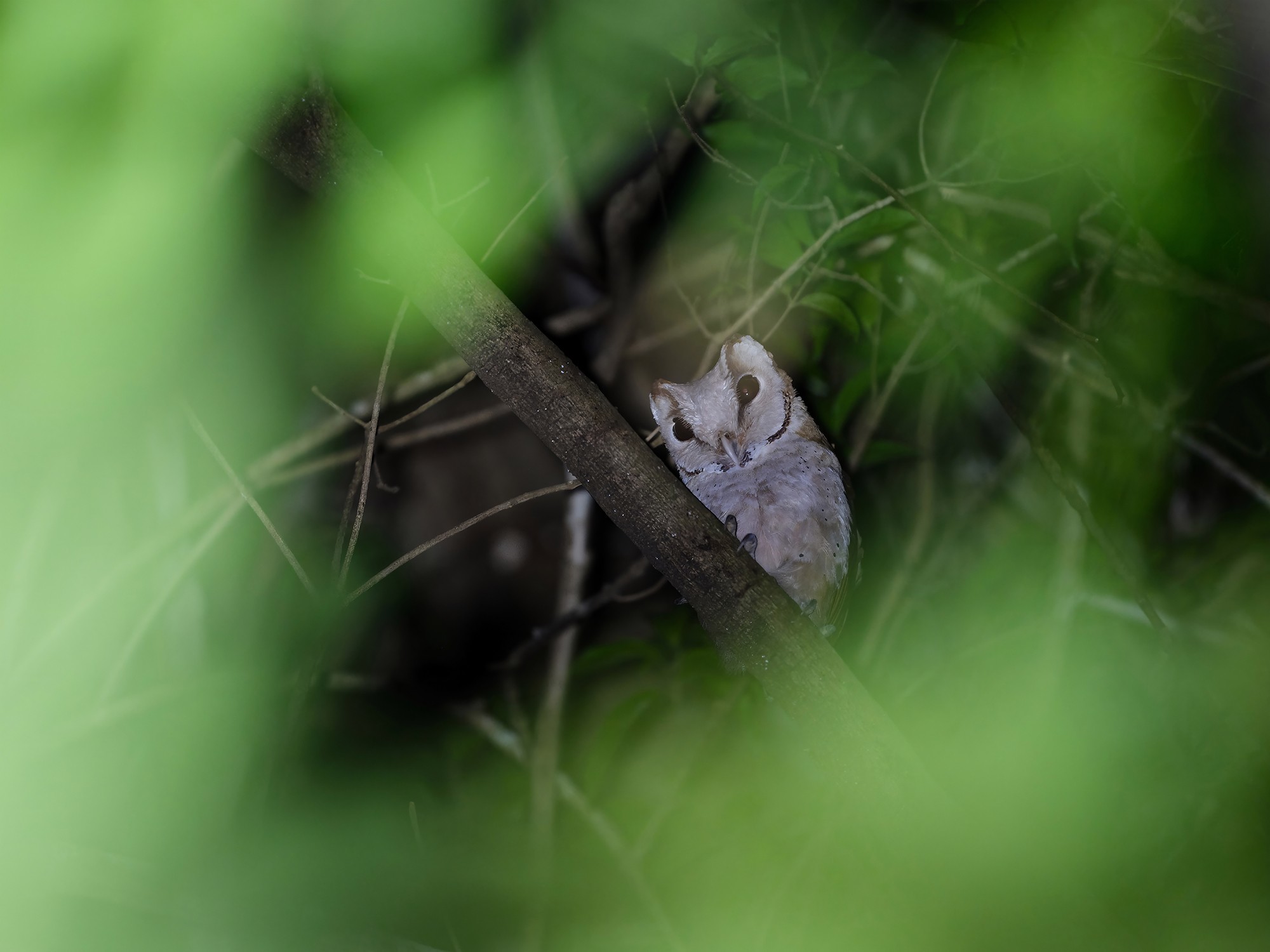 ʿGFX100 II+GF500mm F5.6л̬Ӱ