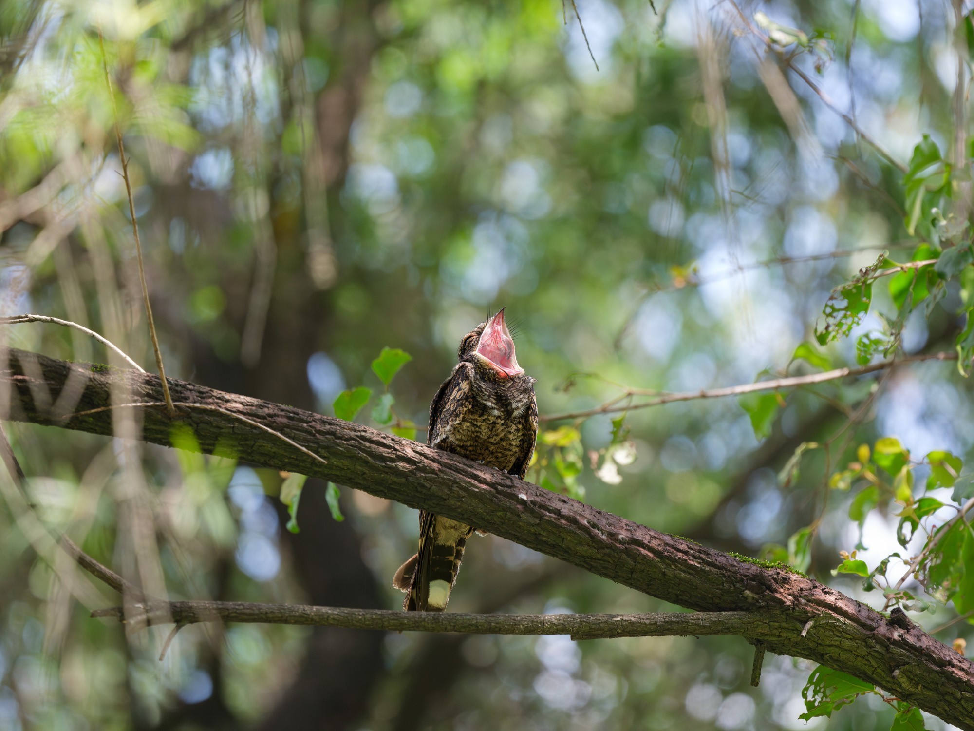 лת̬Ӱ ʿGFX100 II+GF500mmF5.6ͷ