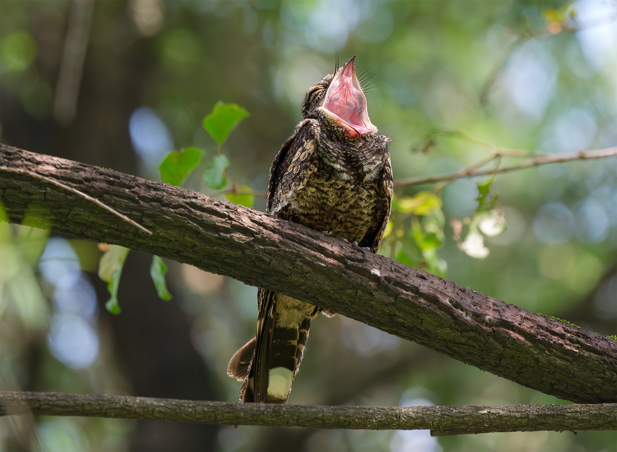 лת̬Ӱ ʿGFX100 II+GF500mmF5.6ͷ