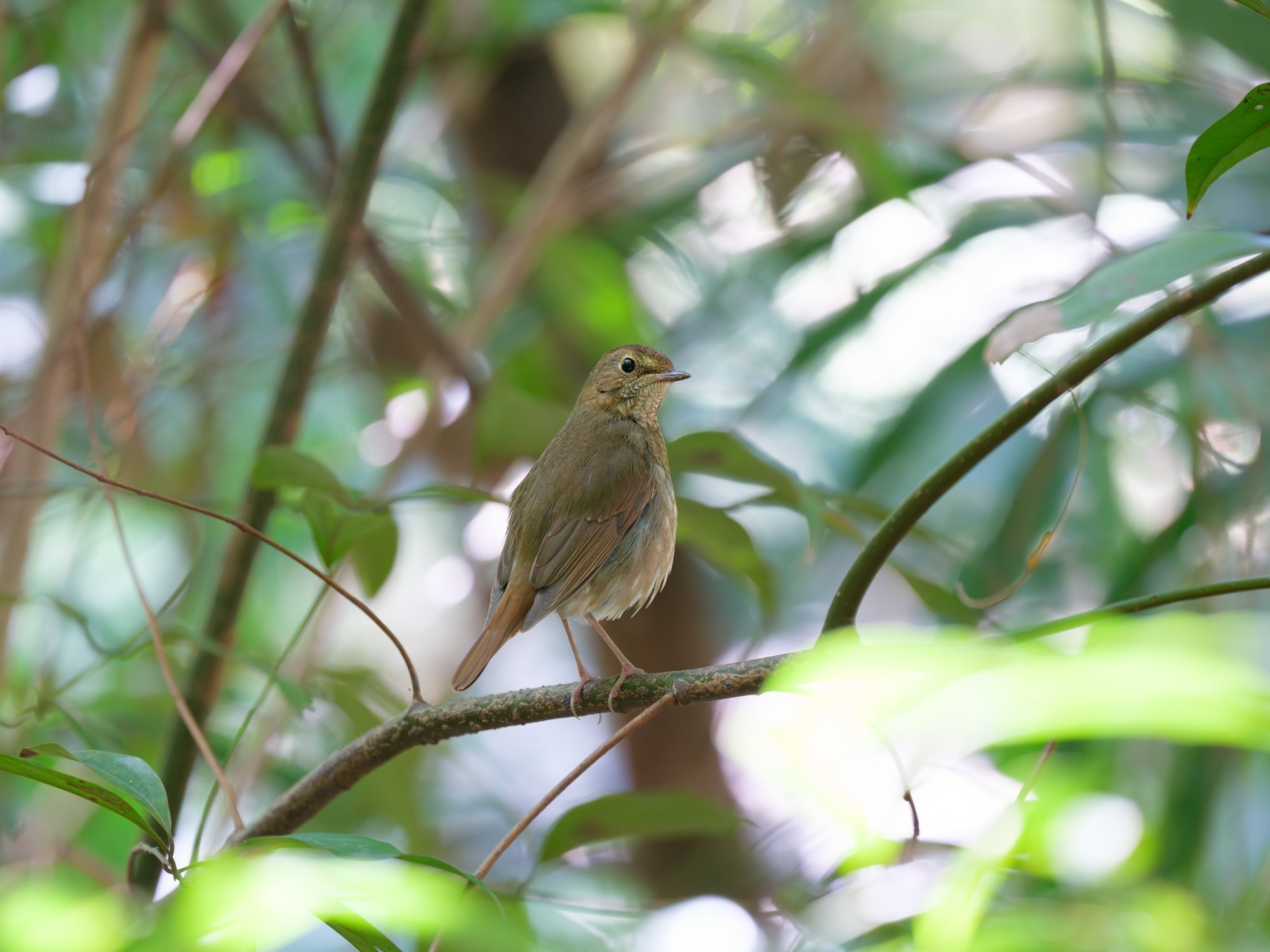 лת̬Ӱ ʿGFX100 II+GF500mmF5.6ͷ