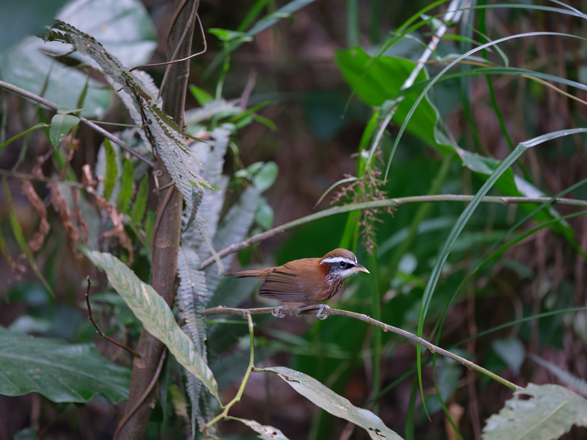 лת̬Ӱ ʿGFX100 II+GF500mmF5.6ͷ