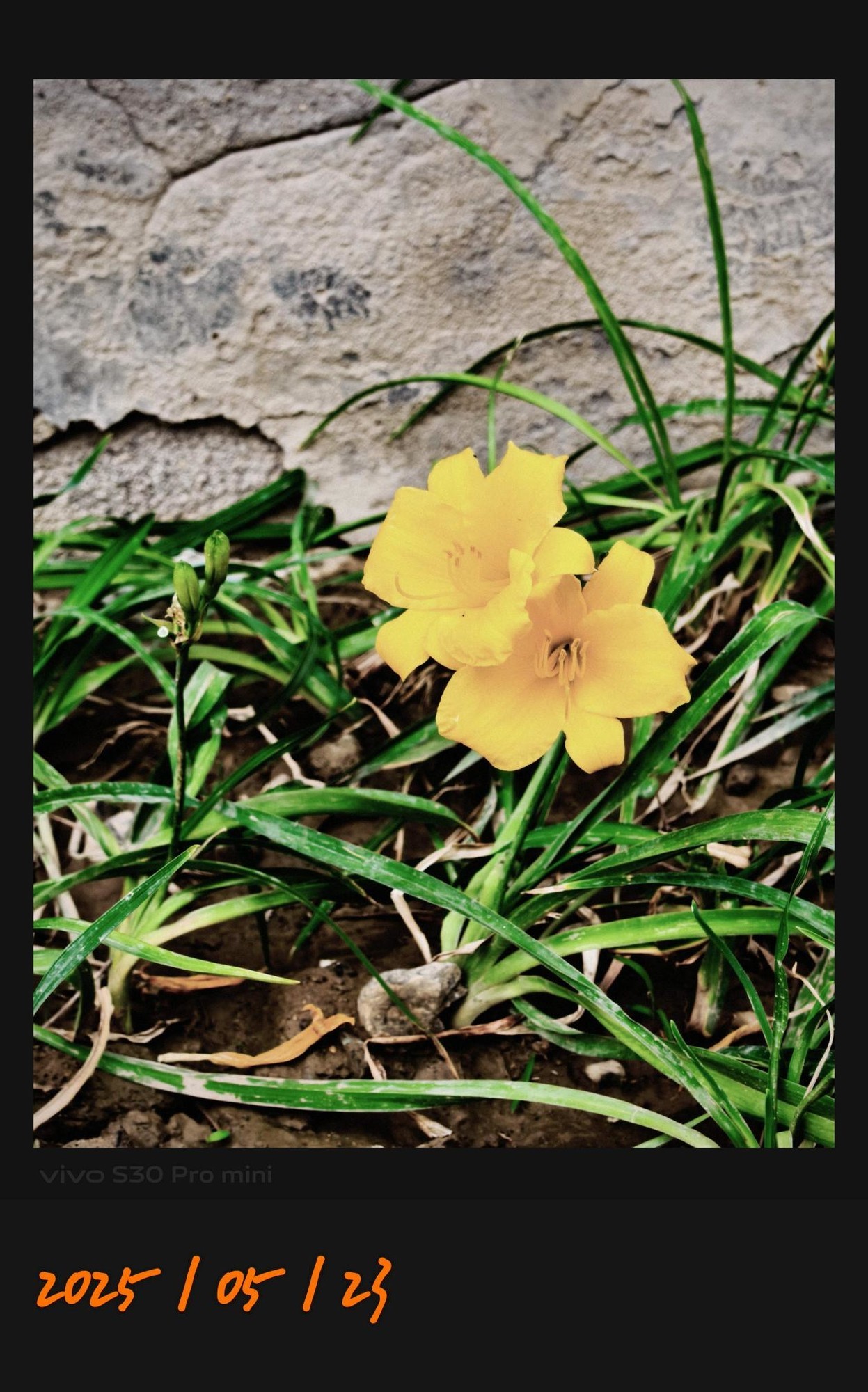 vivo S30 Pro mini���� С���������