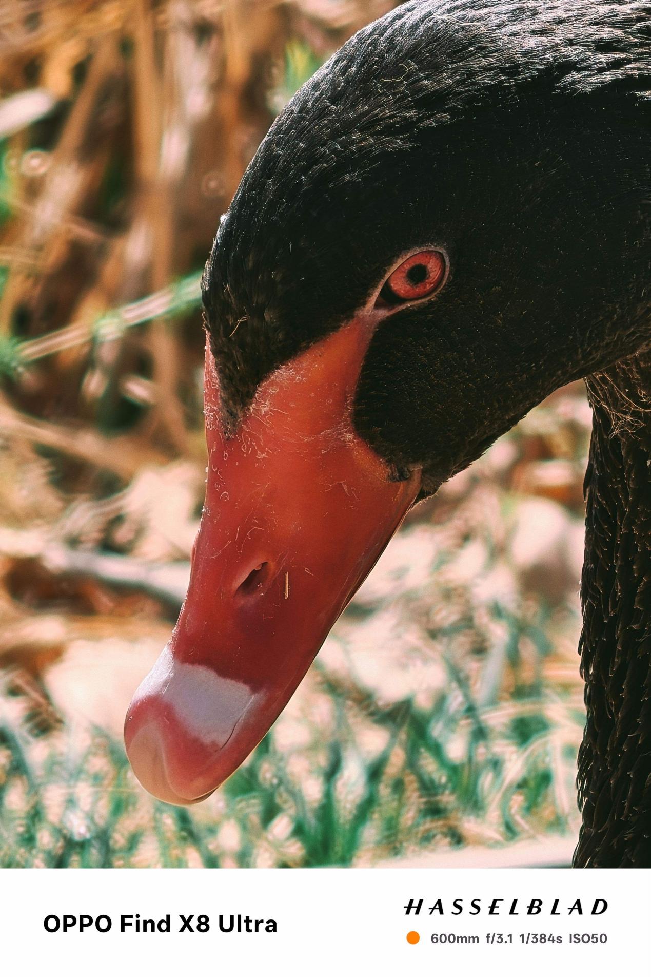 OPPO Find X8 Ultraȫ������ ��װ���󣬸��з���