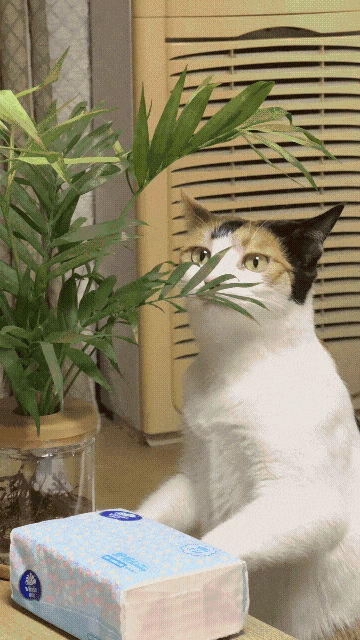 ���¿��ż����£�vivo S30 Pro miniʵ����Ƭ����