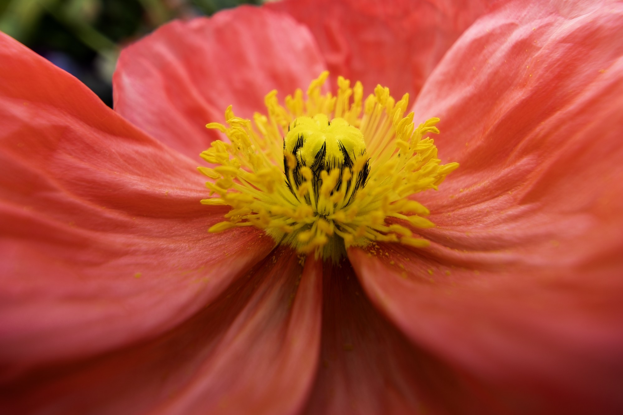 ΢ĳ FF 15mm F4.5 Wide Angle MACRO 1:2