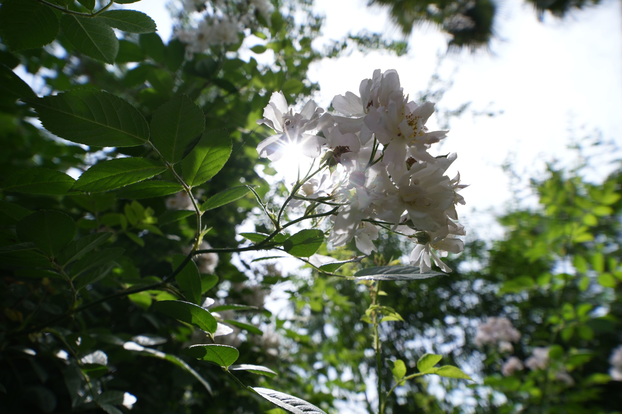 ΢ĳ FF 15mm F4.5 Wide Angle MACRO 1:2