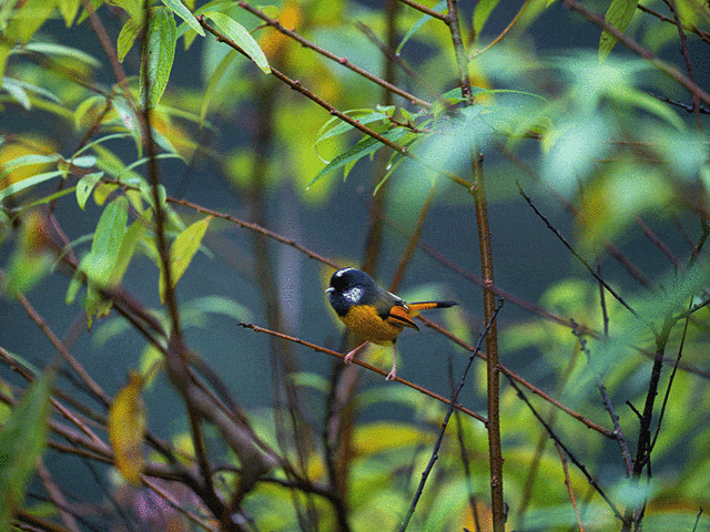 ߻ʡԽл̬ ʿGFX100 II+GF500mmͷ