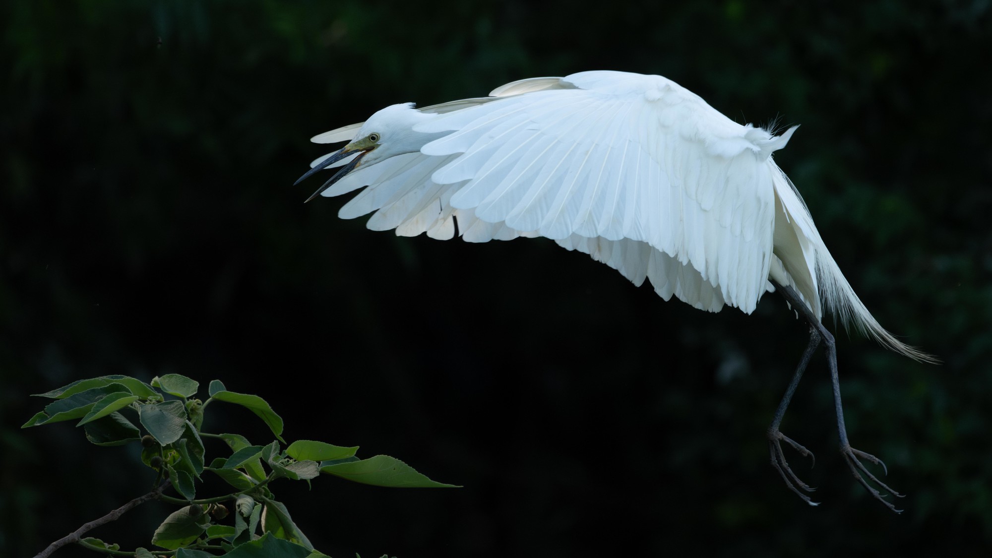 Ӱ衪ʿGFX100 II+GF500mm F5.6̬Ӱ