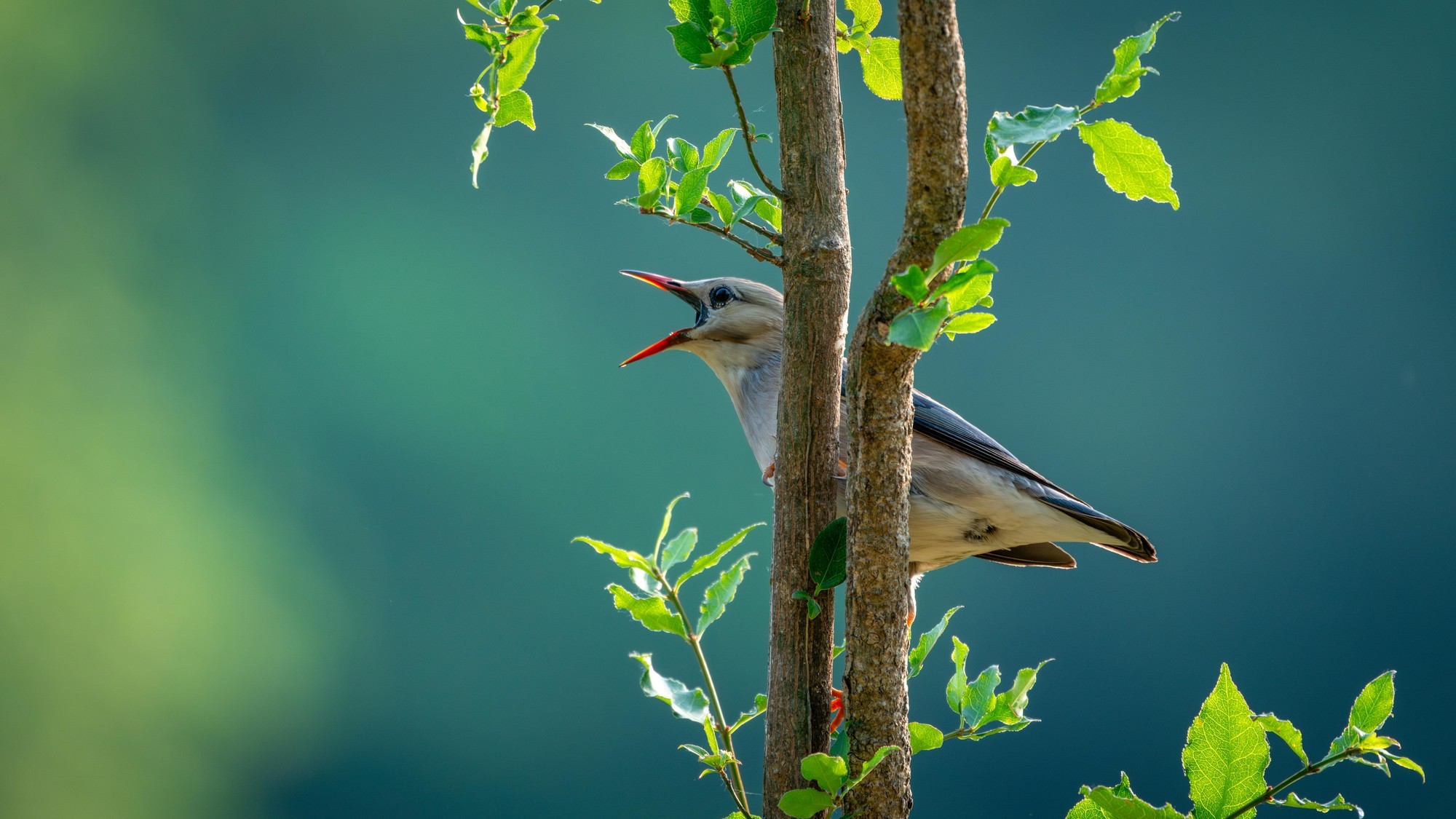 Ӱ衪ʿGFX100 II+GF500mm F5.6̬Ӱ