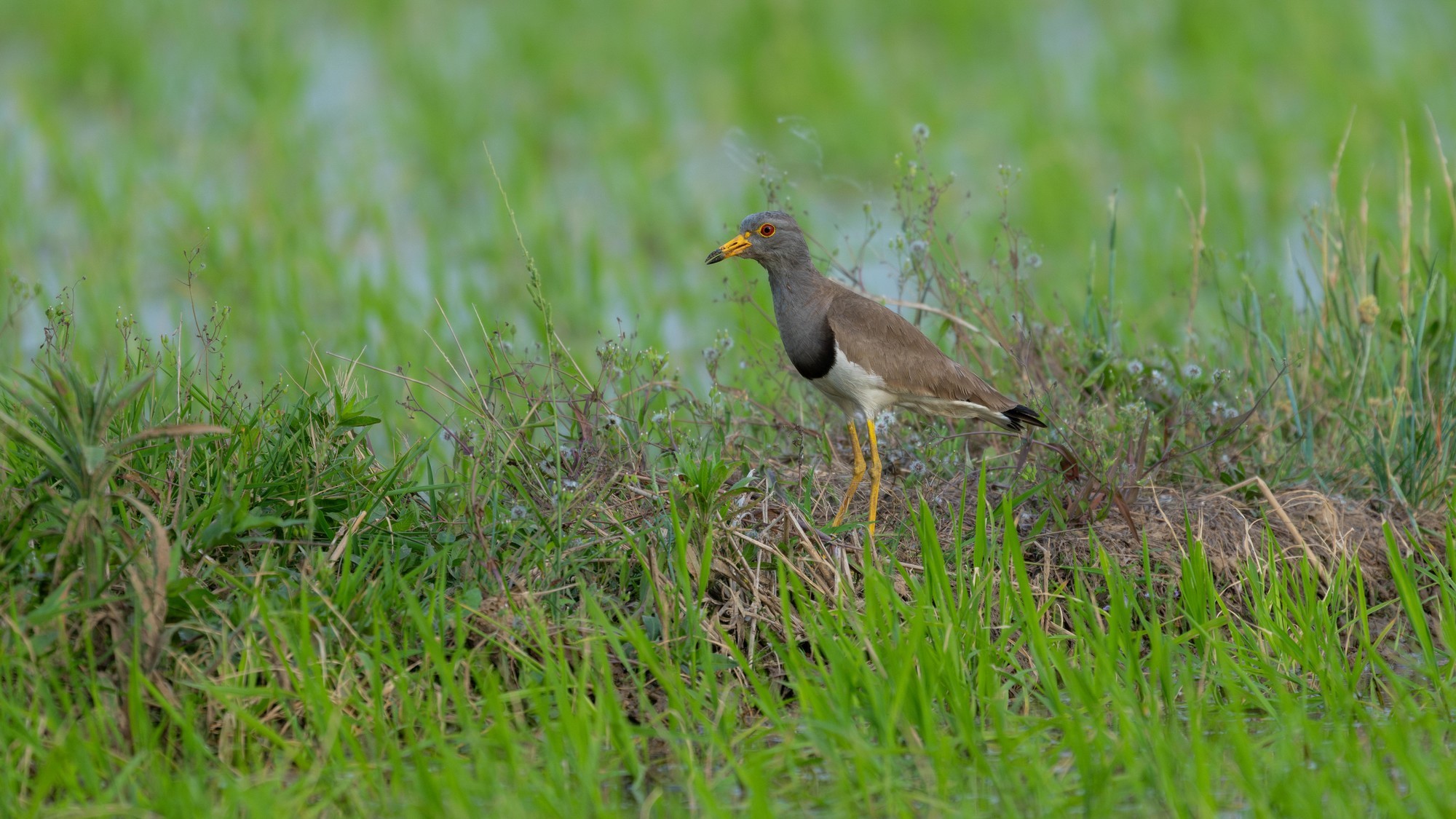 Ӱ衪ʿGFX100 II+GF500mm F5.6̬Ӱ