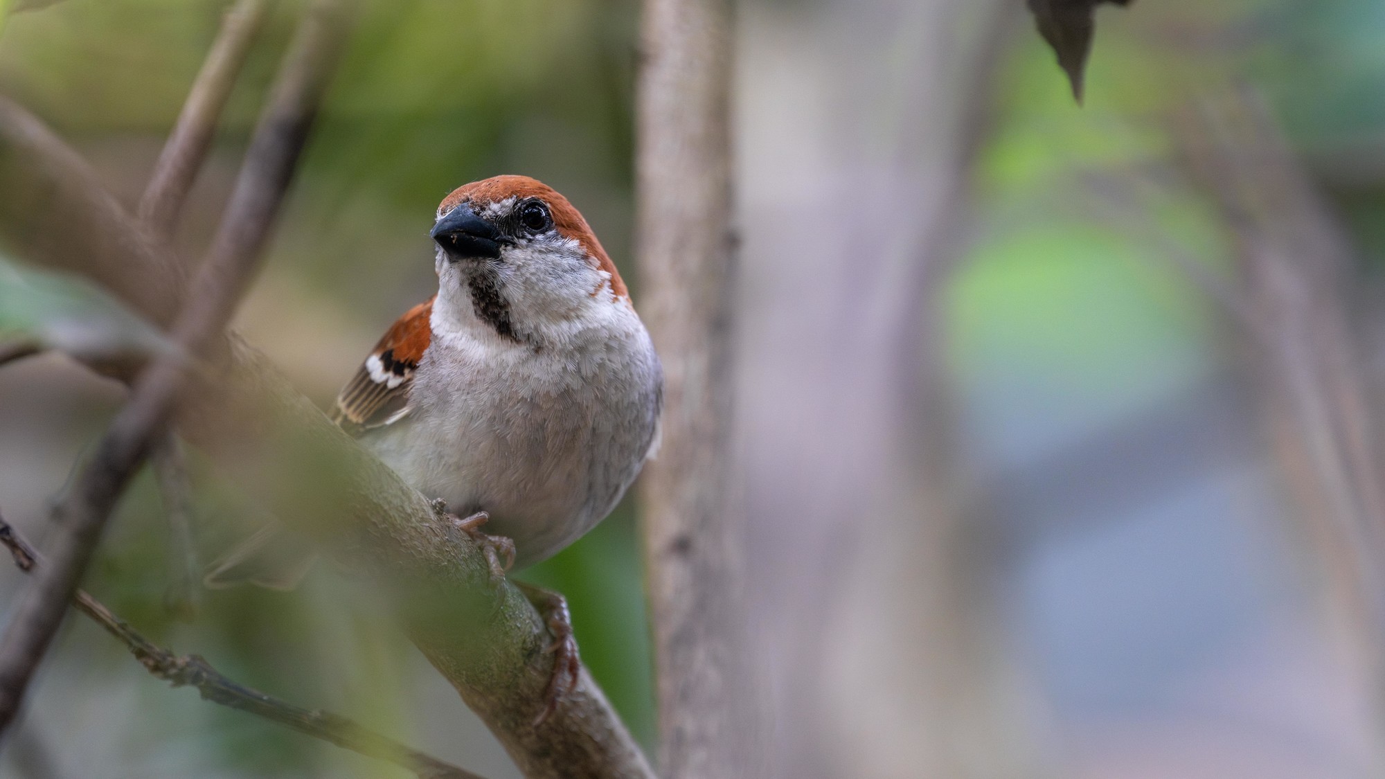 Ӱ衪ʿGFX100 II+GF500mm F5.6̬Ӱ