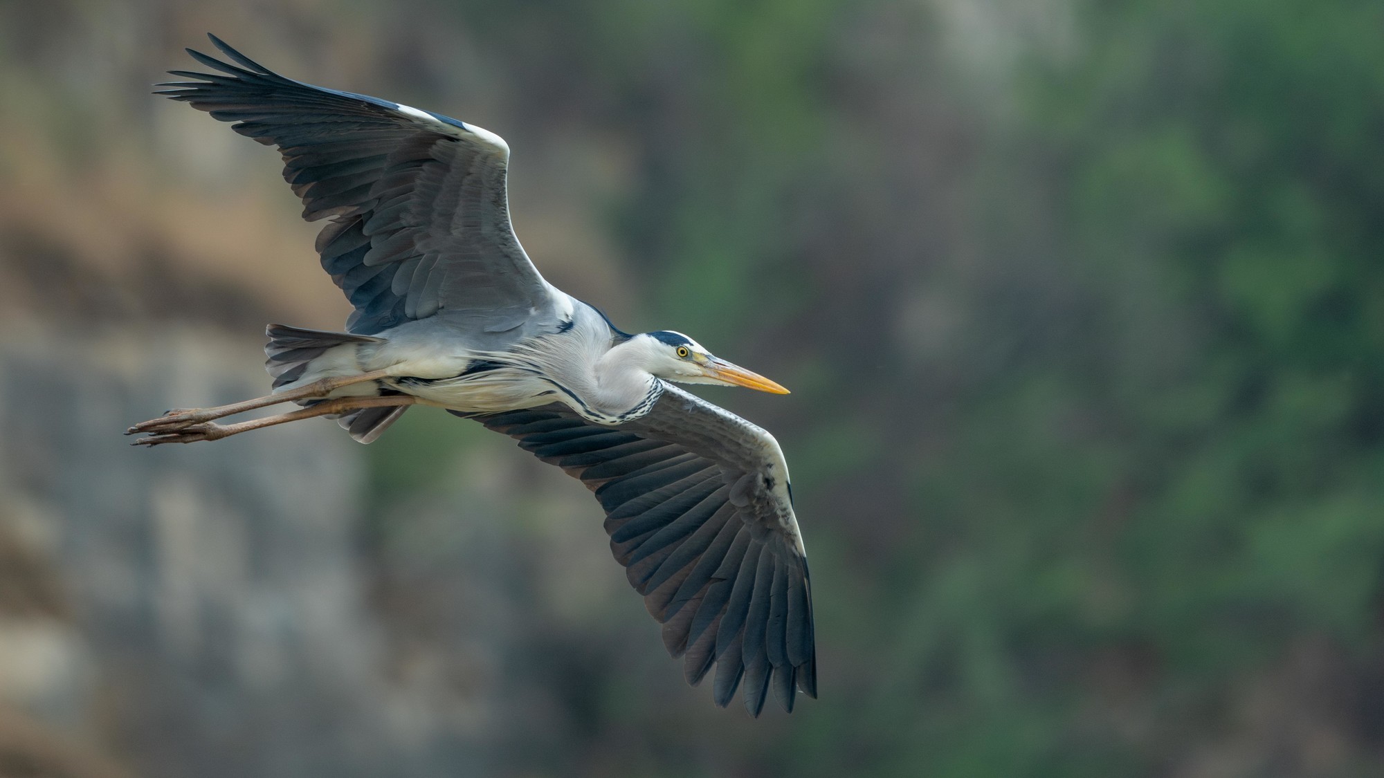 Ӱ衪ʿGFX100 II+GF500mm F5.6̬Ӱ