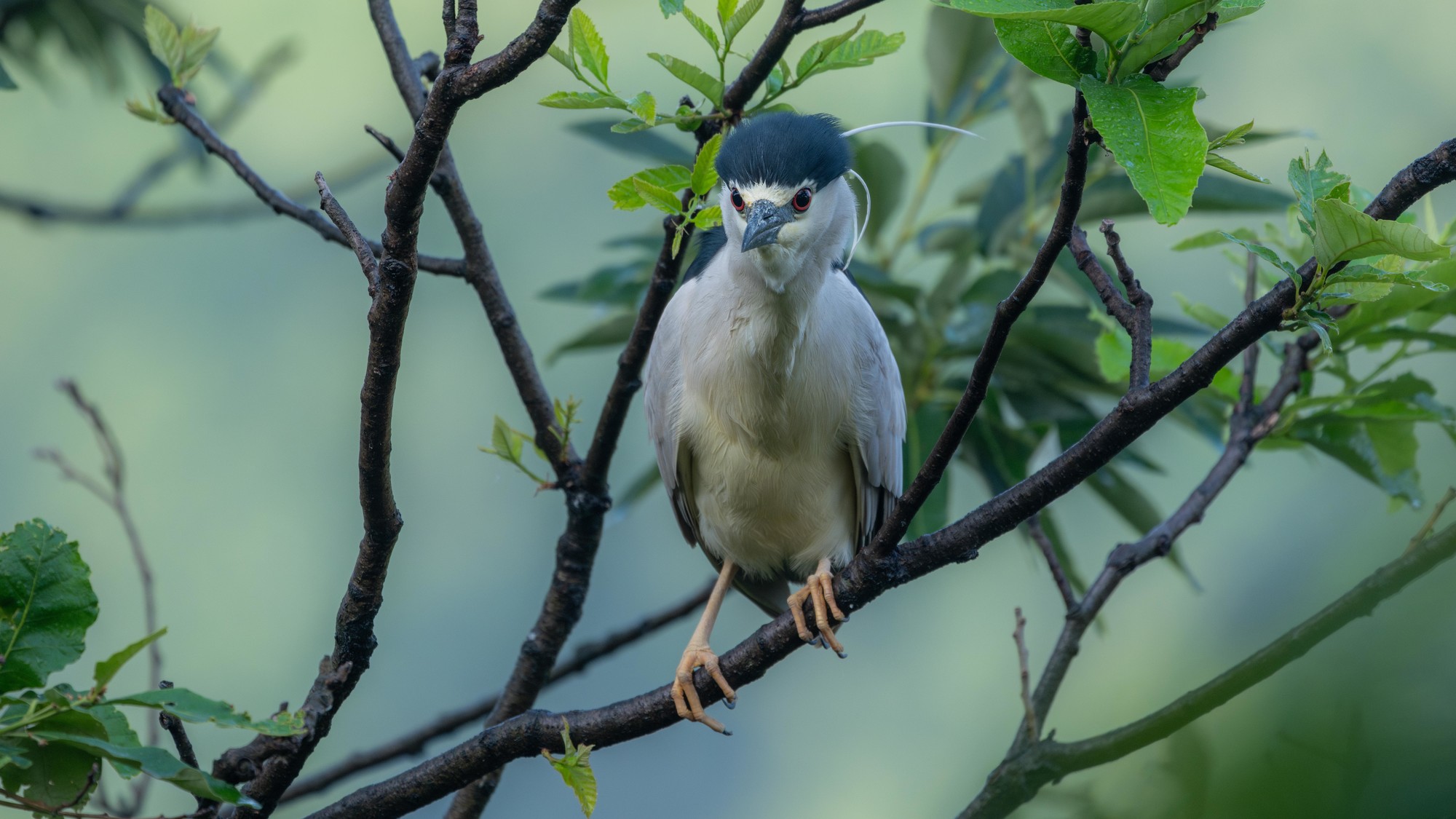Ӱ衪ʿGFX100 II+GF500mm F5.6̬Ӱ