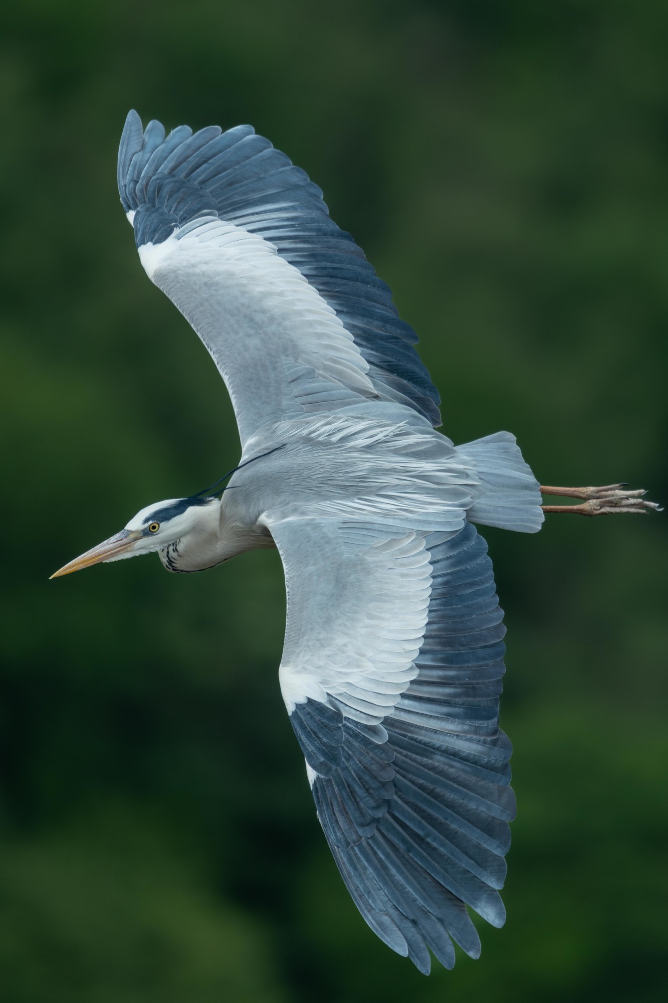 Ӱ衪ʿGFX100 II+GF500mm F5.6̬Ӱ