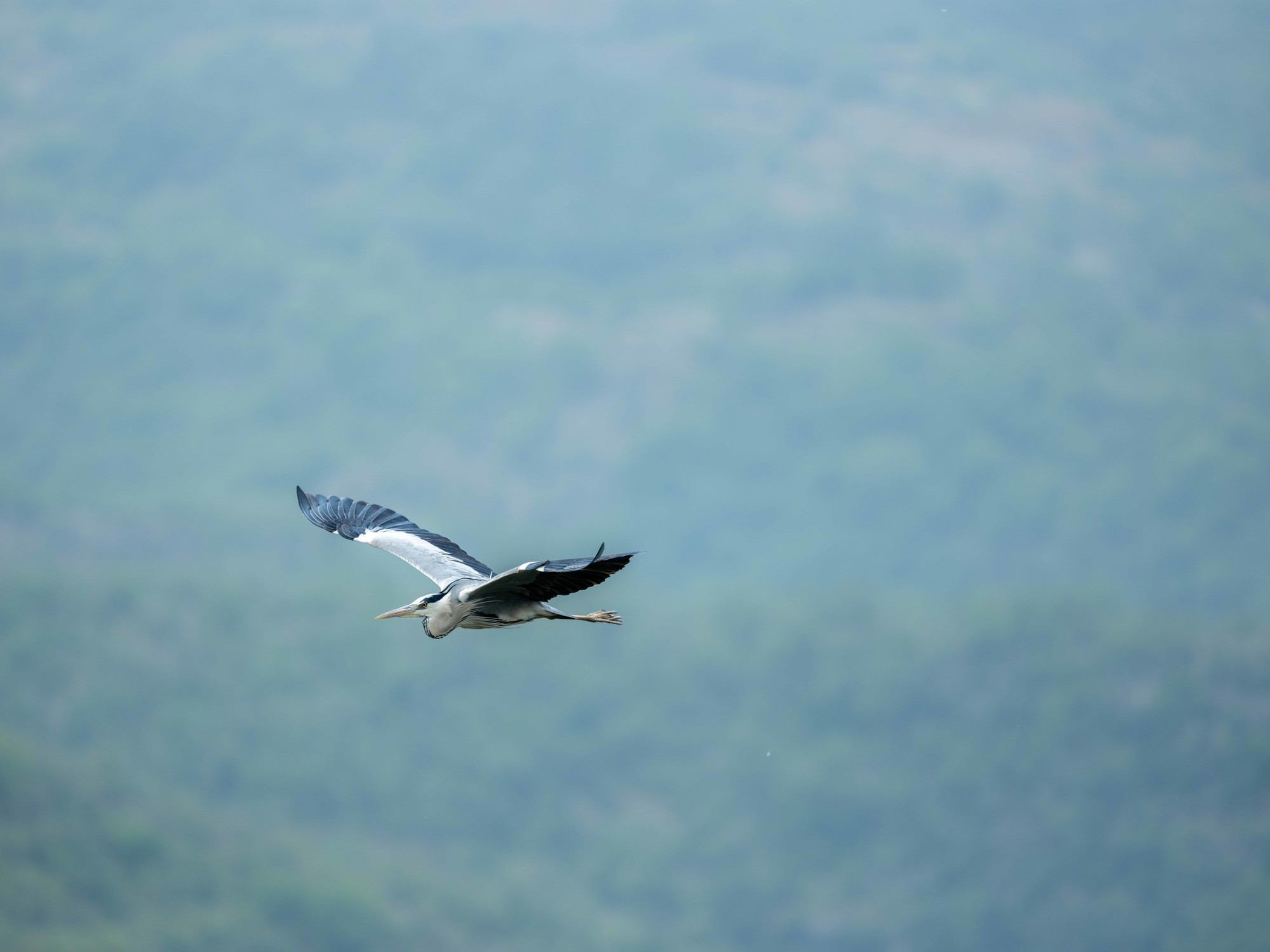 Ӱ衪ʿGFX100 II+GF500mm F5.6̬Ӱ