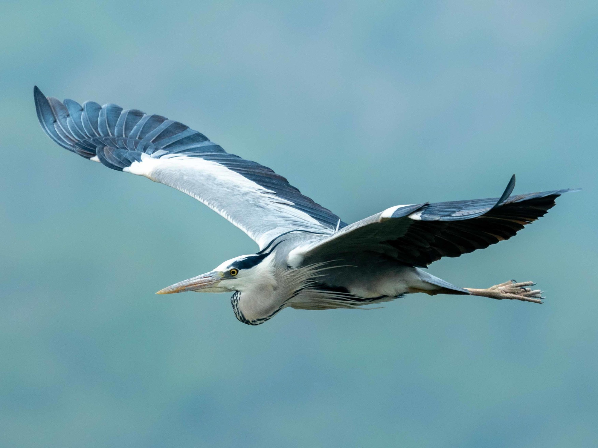 Ӱ衪ʿGFX100 II+GF500mm F5.6̬Ӱ