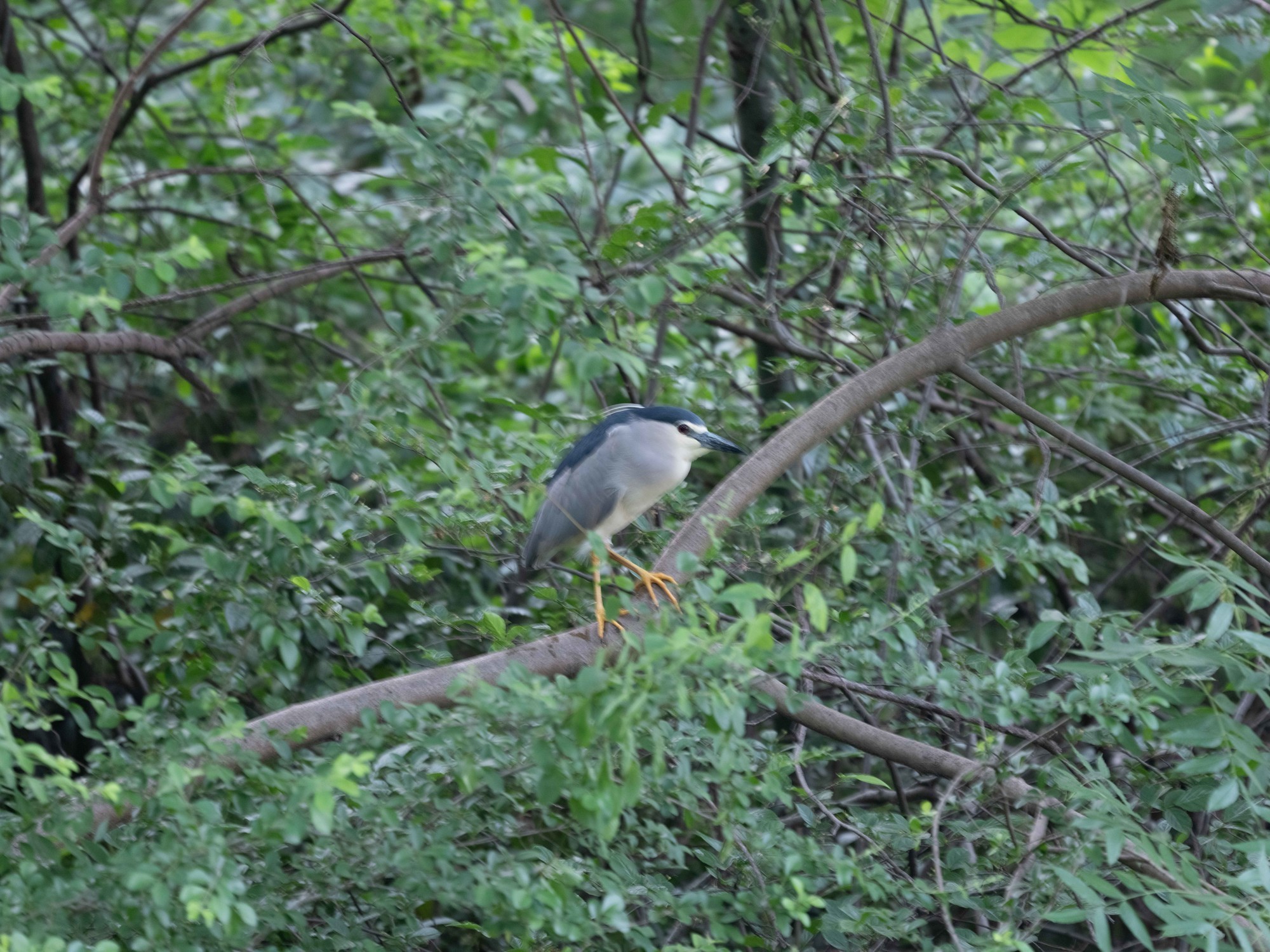 Ӱ衪ʿGFX100 II+GF500mm F5.6̬Ӱ