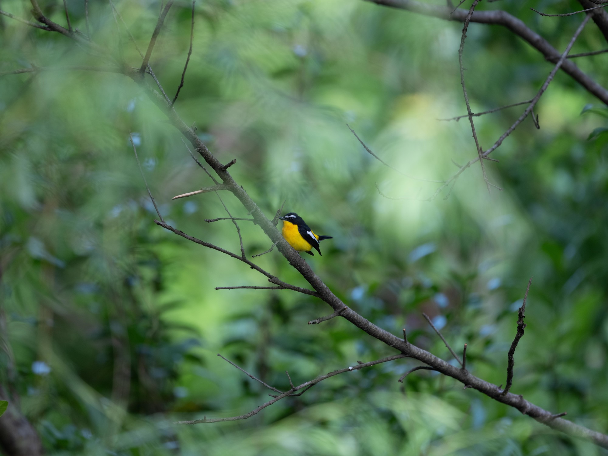 Ӱ衪ʿGFX100 II+GF500mm F5.6̬Ӱ