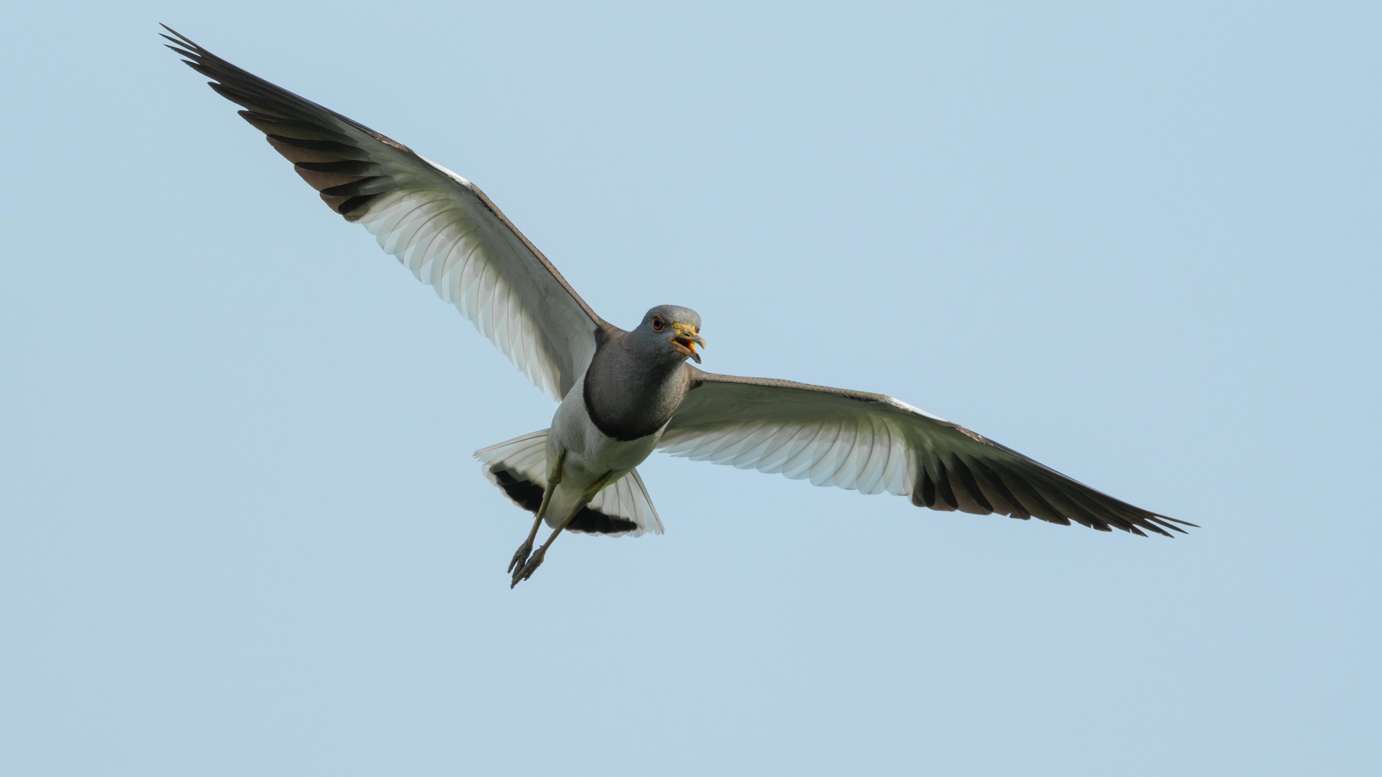 Ӱ衪ʿGFX100 II+GF500mm F5.6̬Ӱ