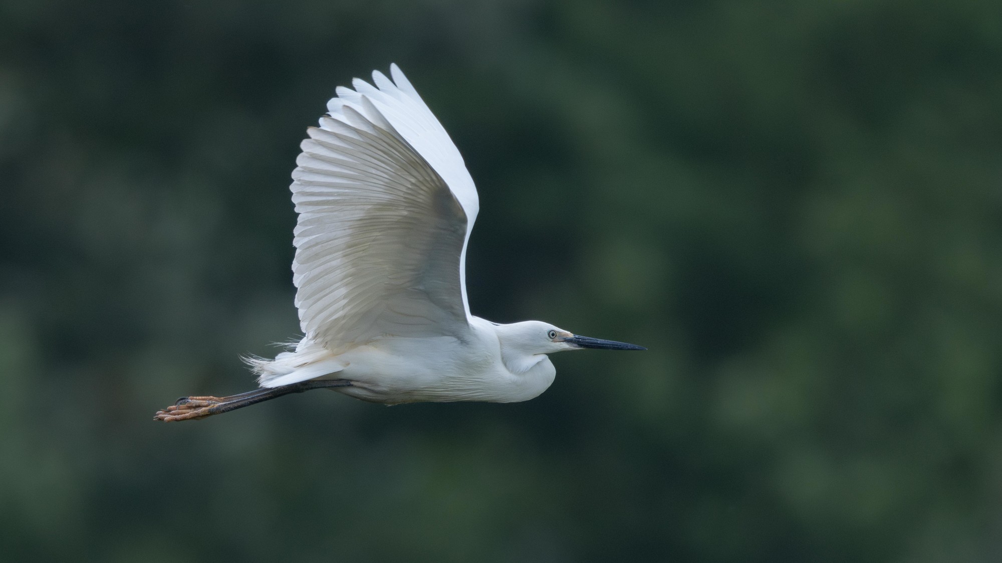Ӱ衪ʿGFX100 II+GF500mm F5.6̬Ӱ