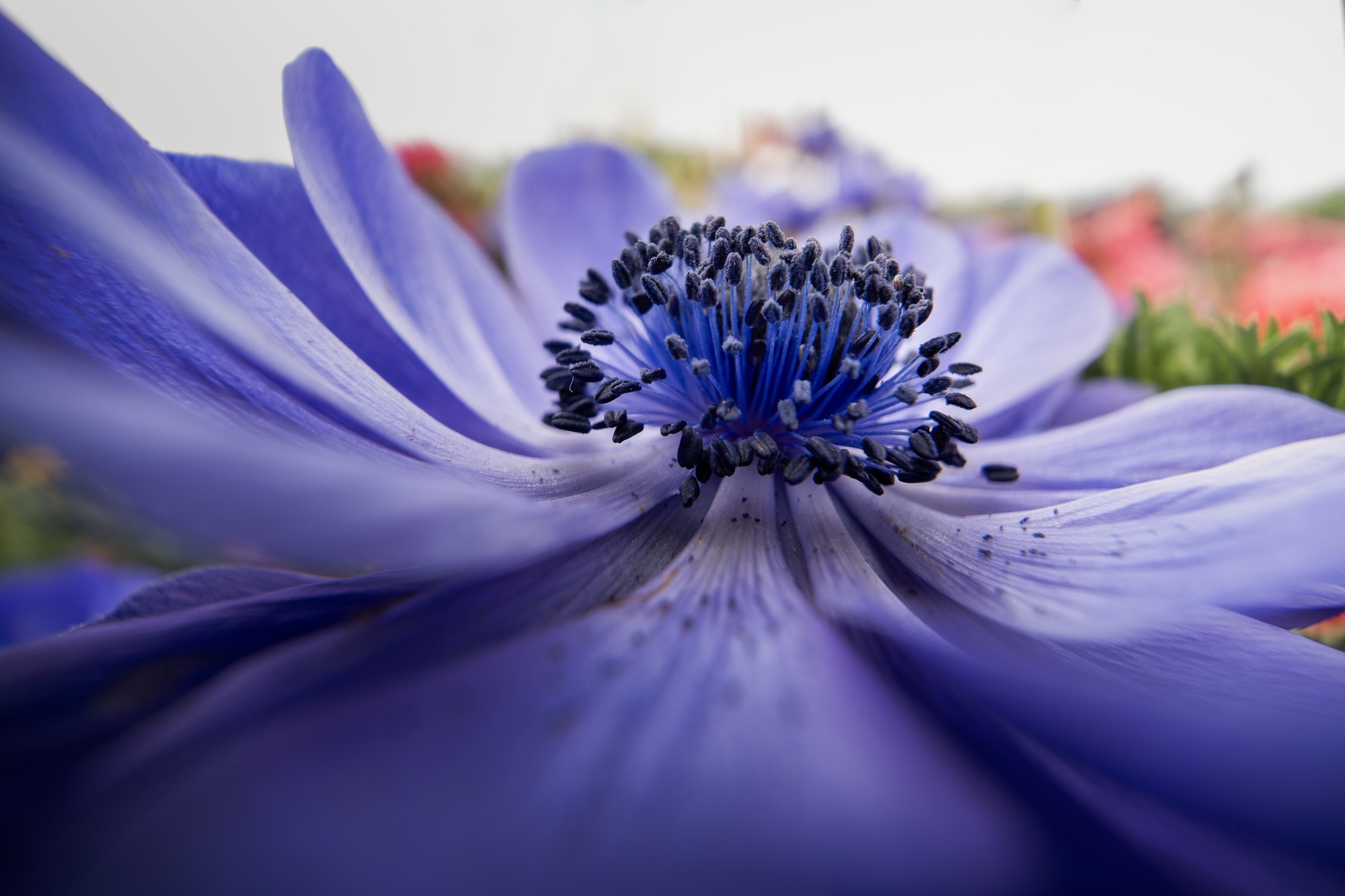 ΢ĳ FF 15mm F4.5 Wide Angle MACRO 1:2