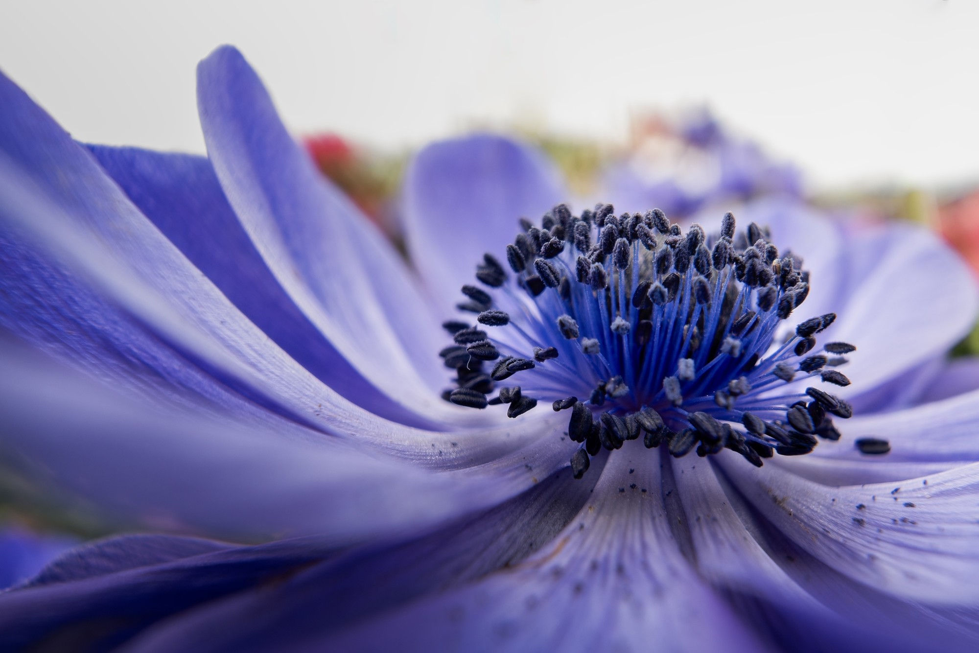 ΢ĳ FF 15mm F4.5 Wide Angle MACRO 1:2
