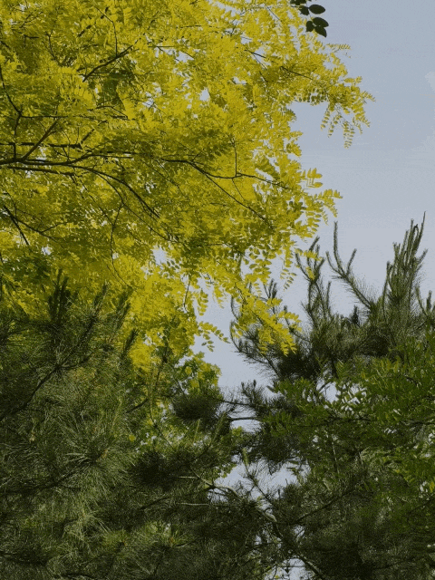 Liveͼ����ж���OPPO Reno14 Proʵ����������