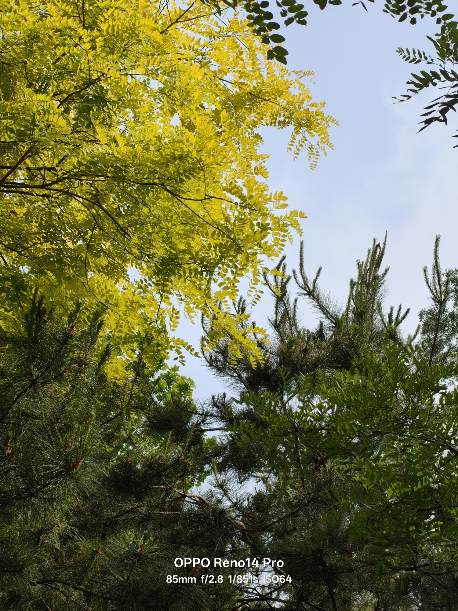 Liveͼ����ж���OPPO Reno14 Proʵ����������