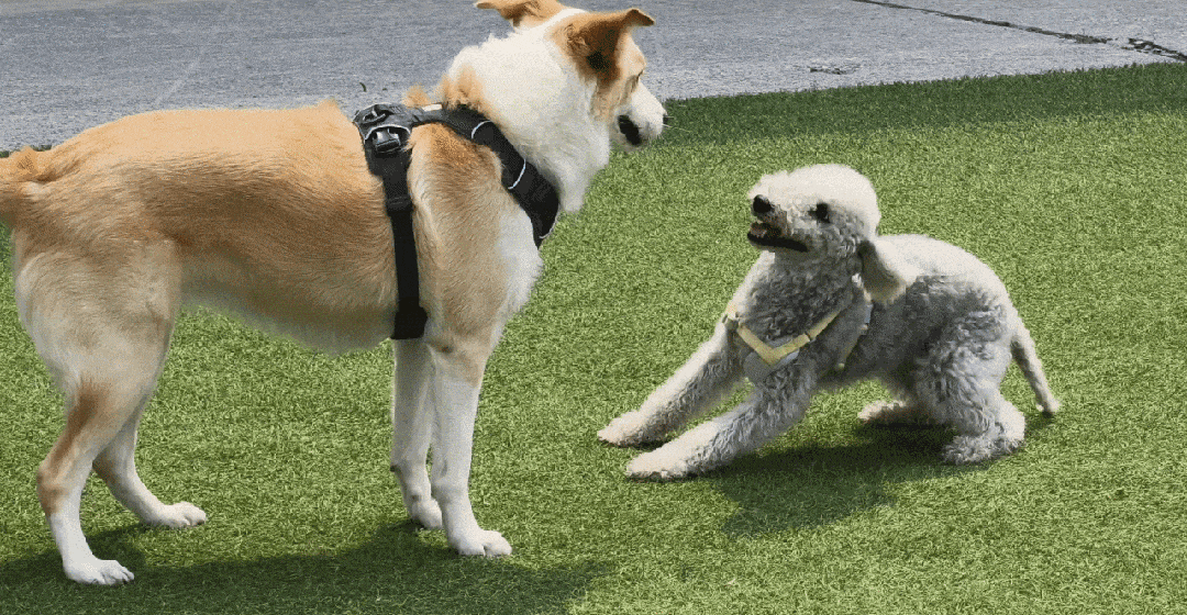 ����Ƭ��������Live Photo ��ô��ô���ˣ�