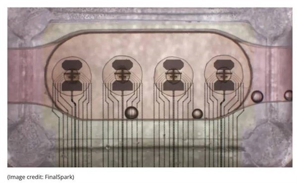 全球首台生物计算机启用!人脑类器官驱动,能耗节省百万倍