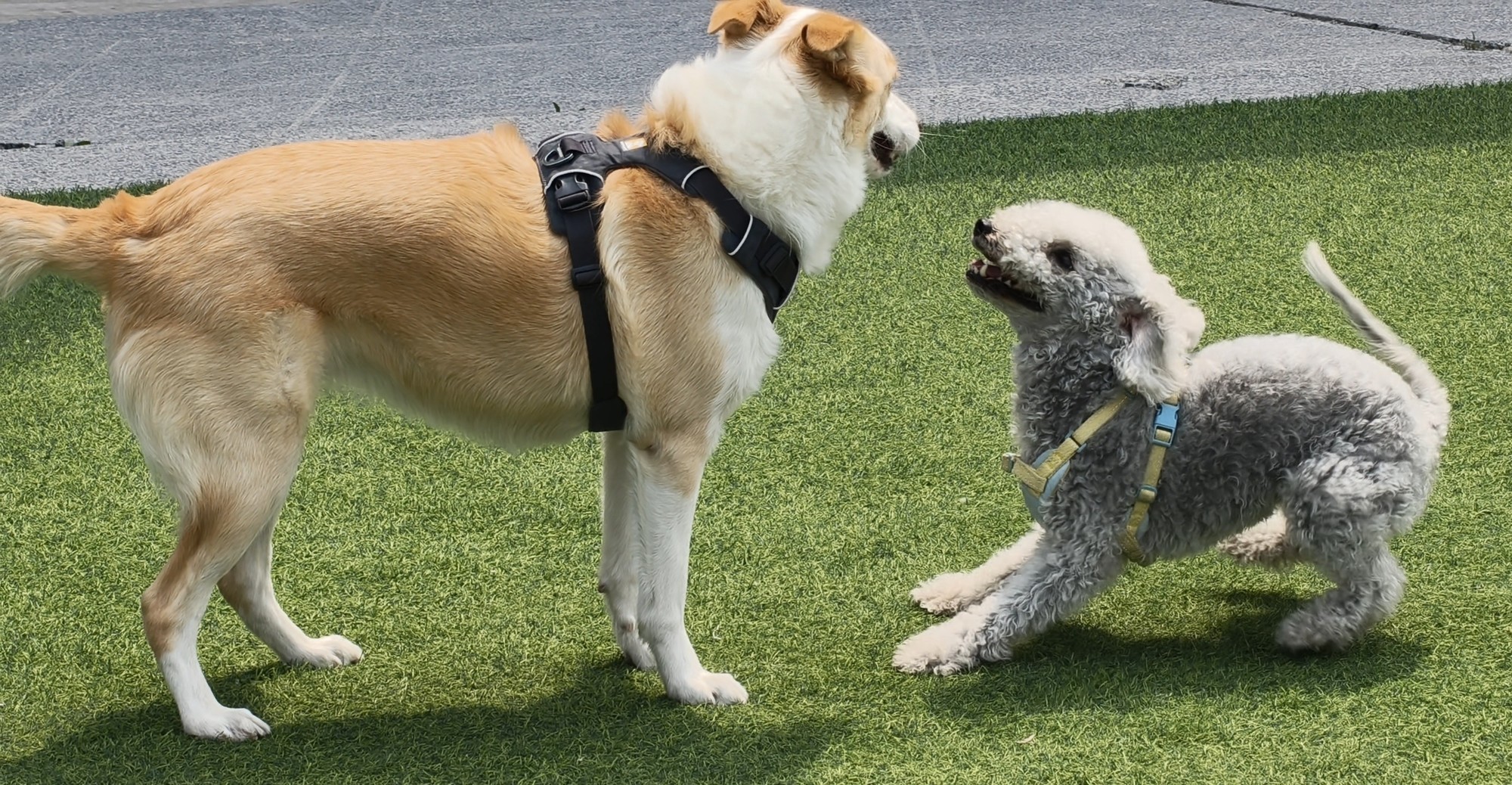 ��Ů���ѻ������ֻ���ΪʲôOPPO Reno14 Pro�Ǳ�ѡ��