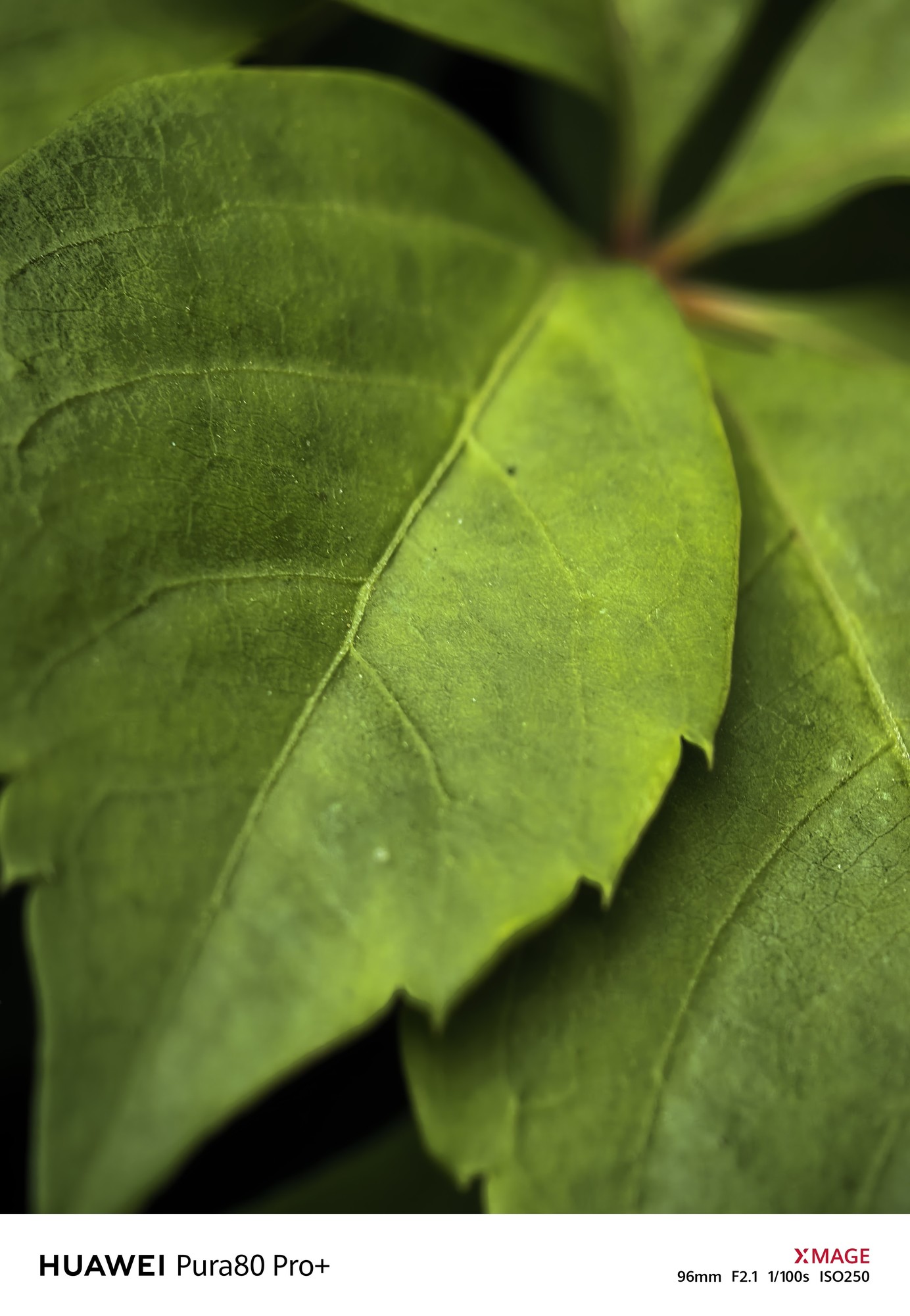 ǿ�Ĳ�ֹ�ں�� ��ΪPura 80 Pro+һӢ��߶�̬�����������