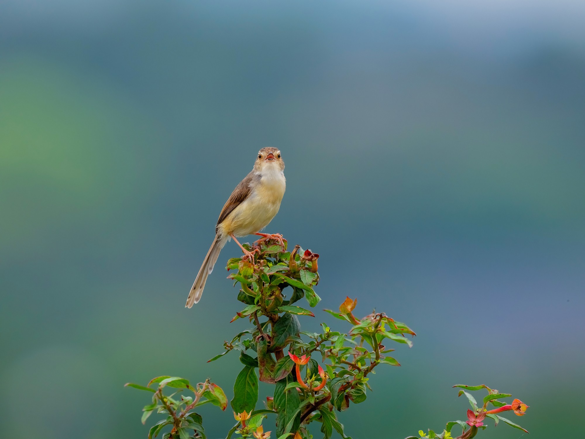 1̬Ӱ ʿGFX100 II+GF500mmF5.6ͷ