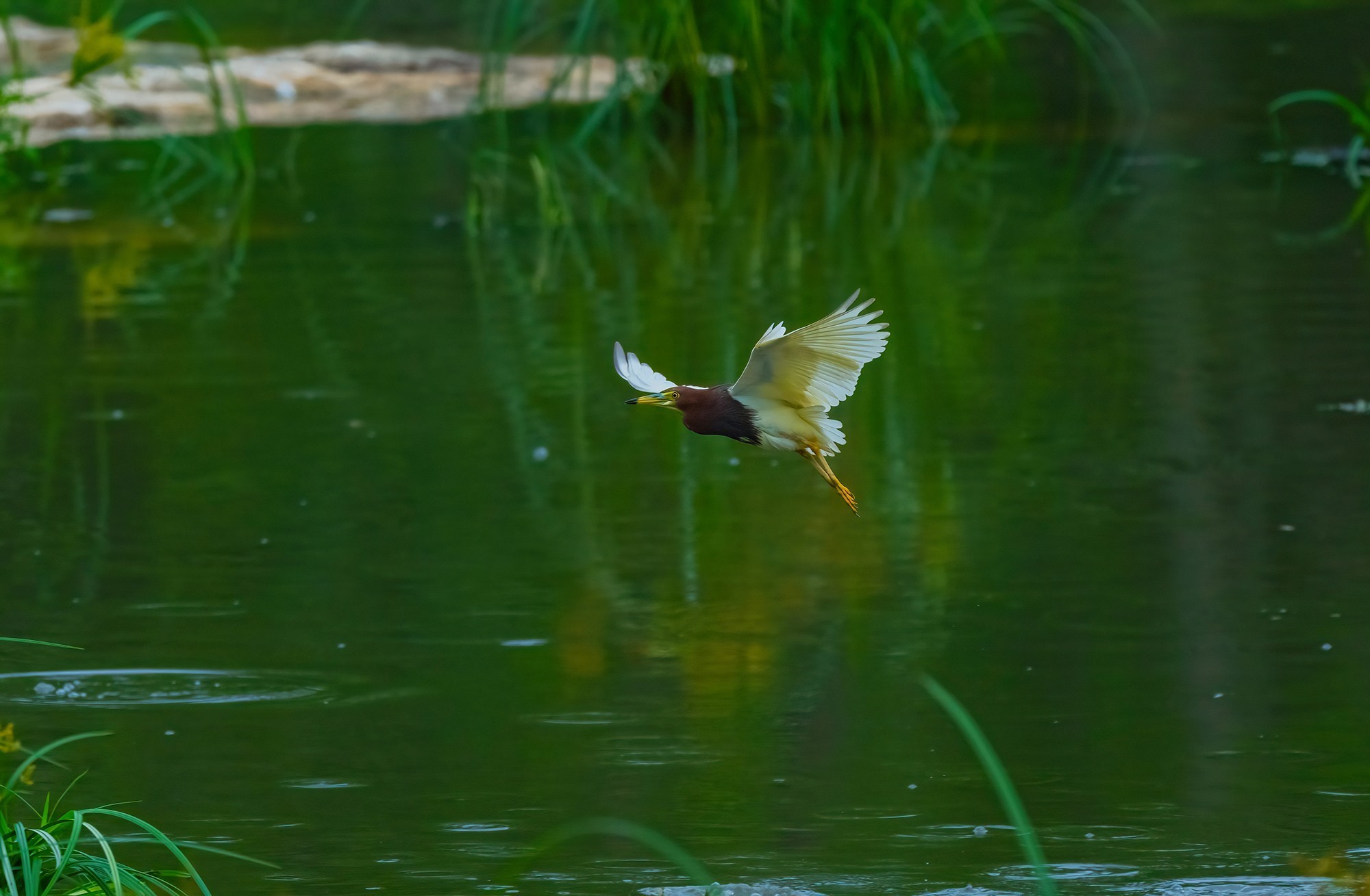 1̬Ӱ ʿGFX100 II+GF500mmF5.6ͷ