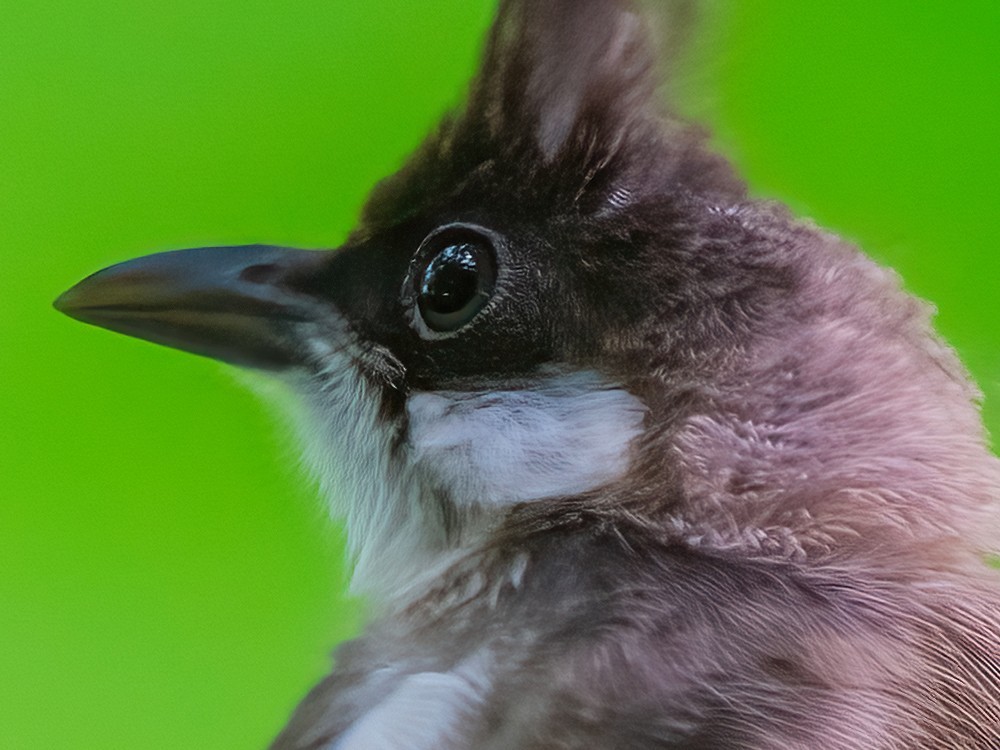 1̬Ӱ ʿGFX100 II+GF500mmF5.6ͷ