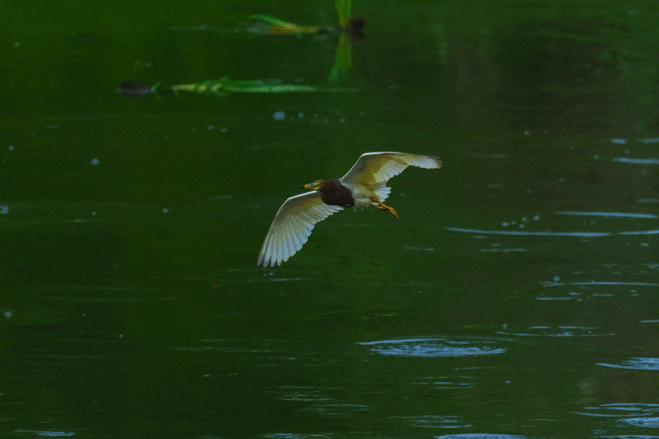 1̬Ӱ ʿGFX100 II+GF500mmF5.6ͷ