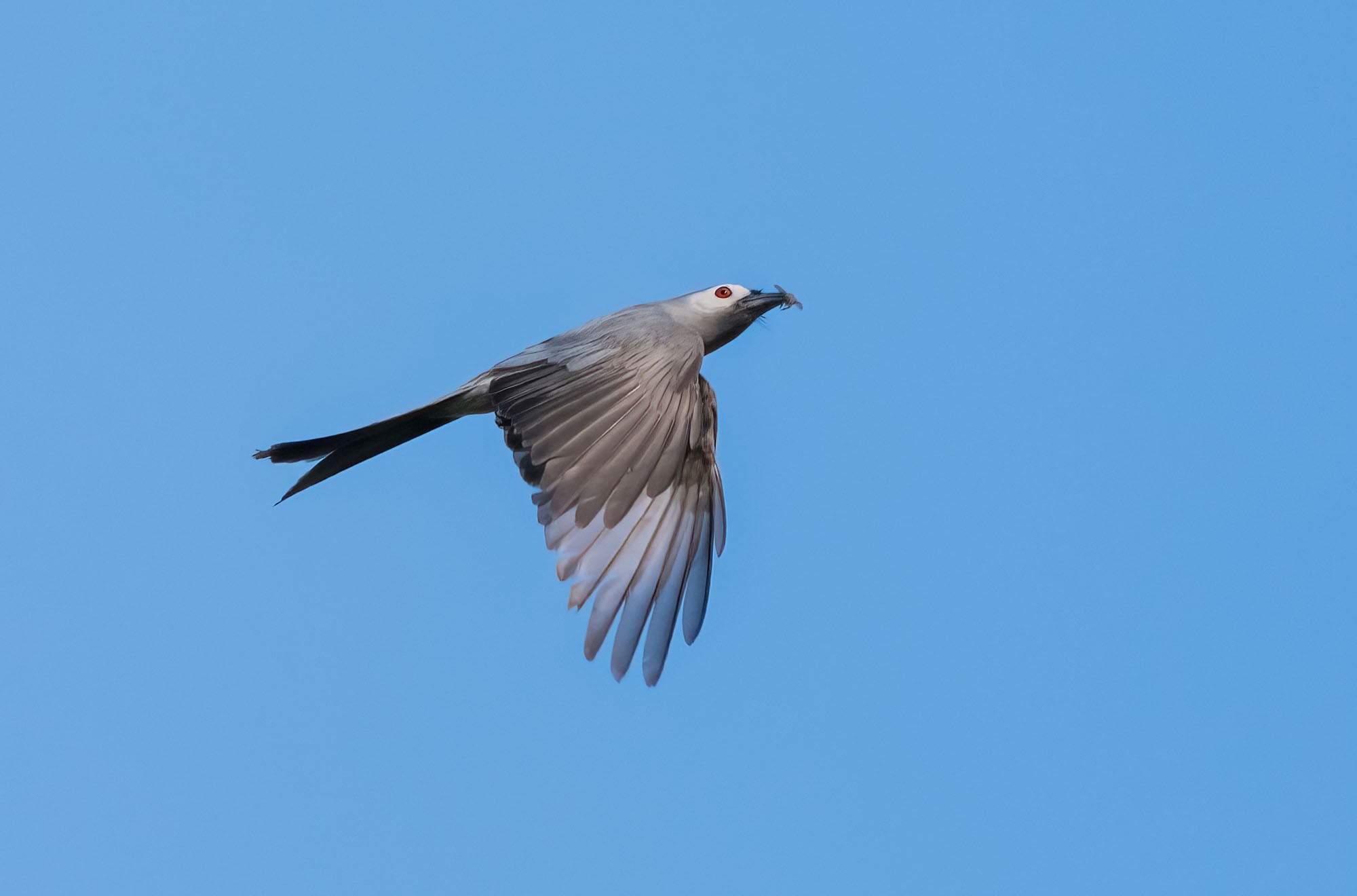 1̬Ӱ ʿGFX100 II+GF500mmF5.6ͷ