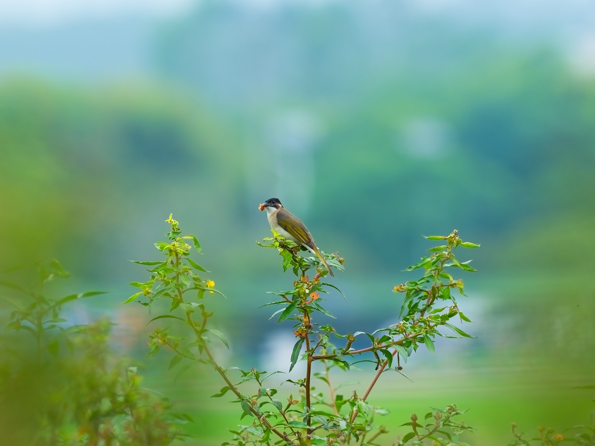 1̬Ӱ ʿGFX100 II+GF500mmF5.6ͷ