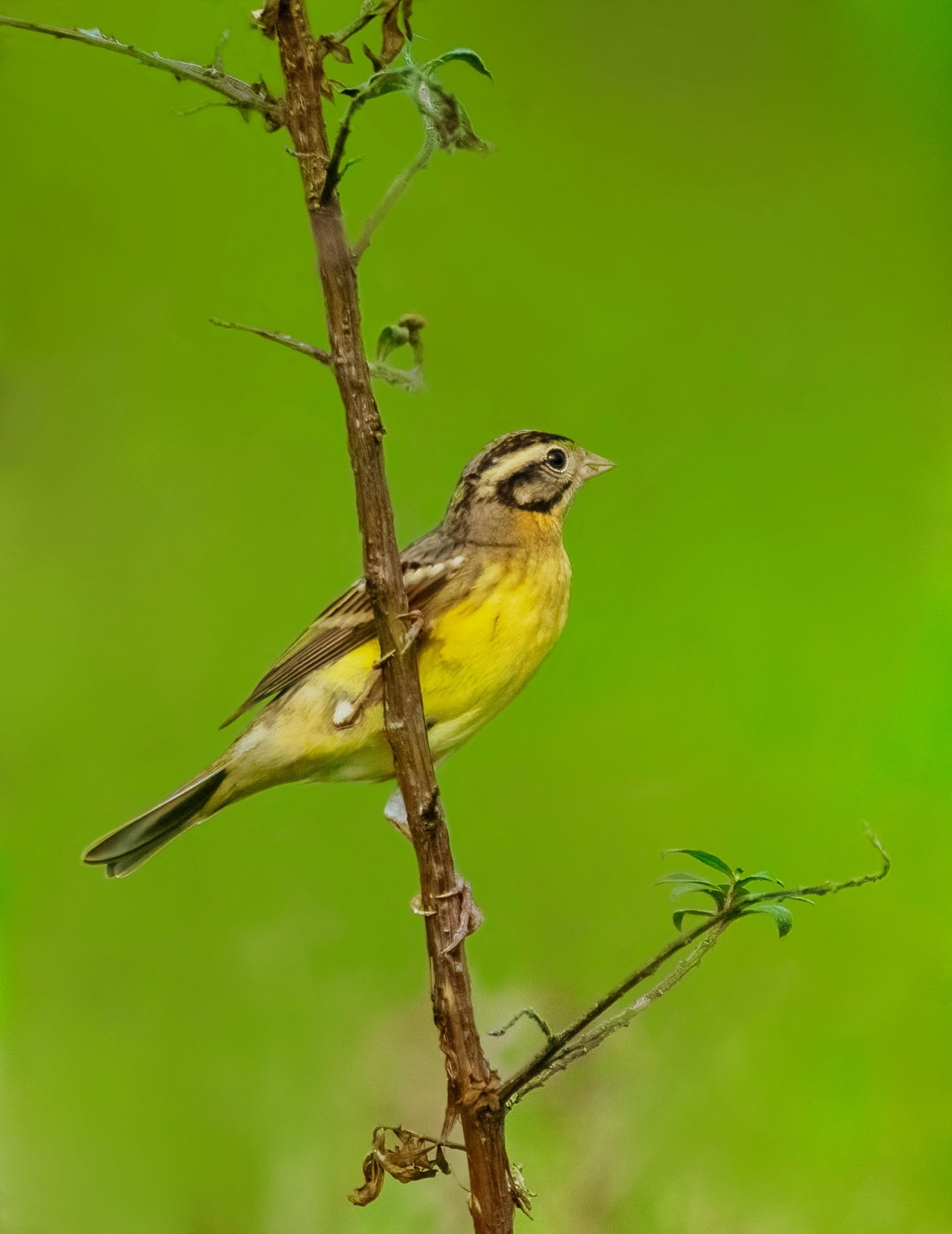 1̬Ӱ ʿGFX100 II+GF500mmF5.6ͷ