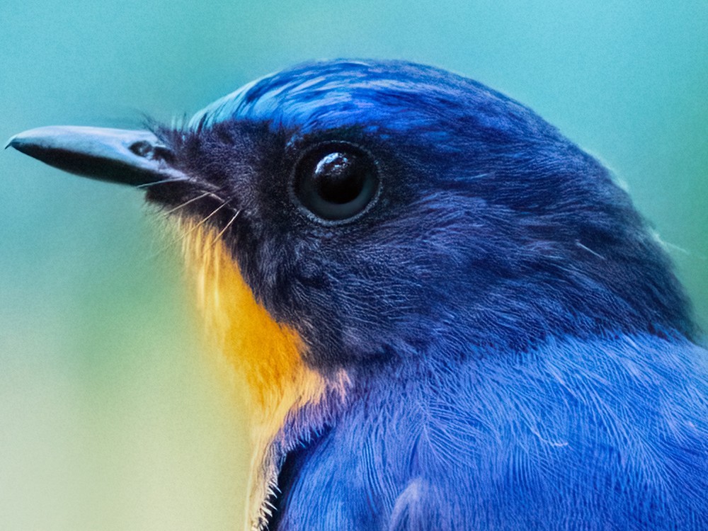 1̬Ӱ ʿGFX100 II+GF500mmF5.6ͷ