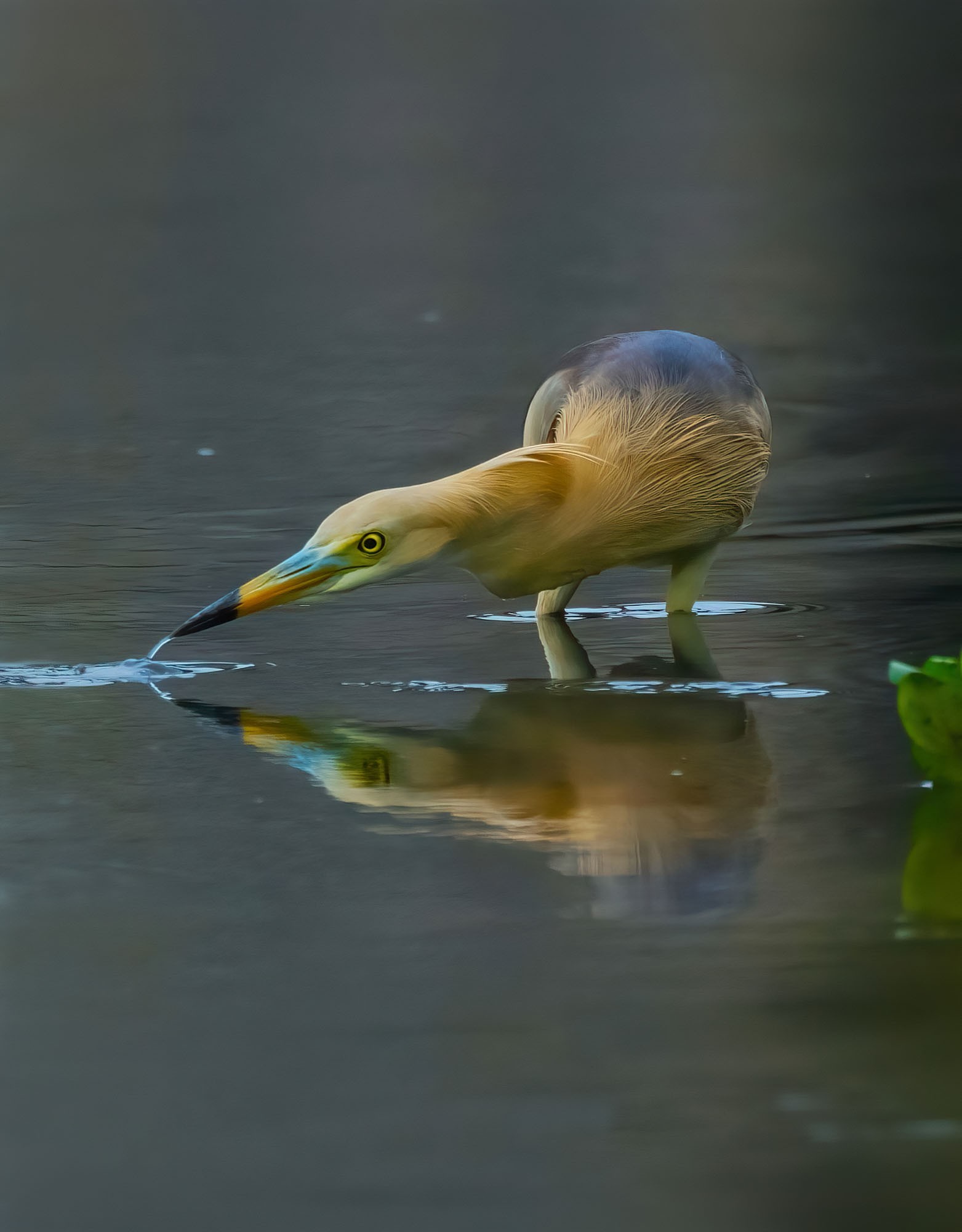 1̬Ӱ ʿGFX100 II+GF500mmF5.6ͷ