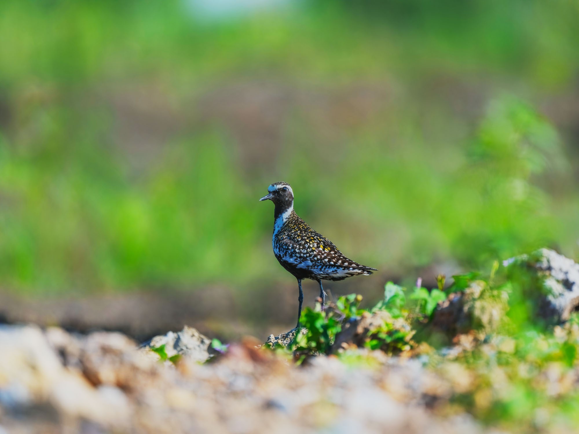 1̬Ӱ ʿGFX100 II+GF500mmF5.6ͷ