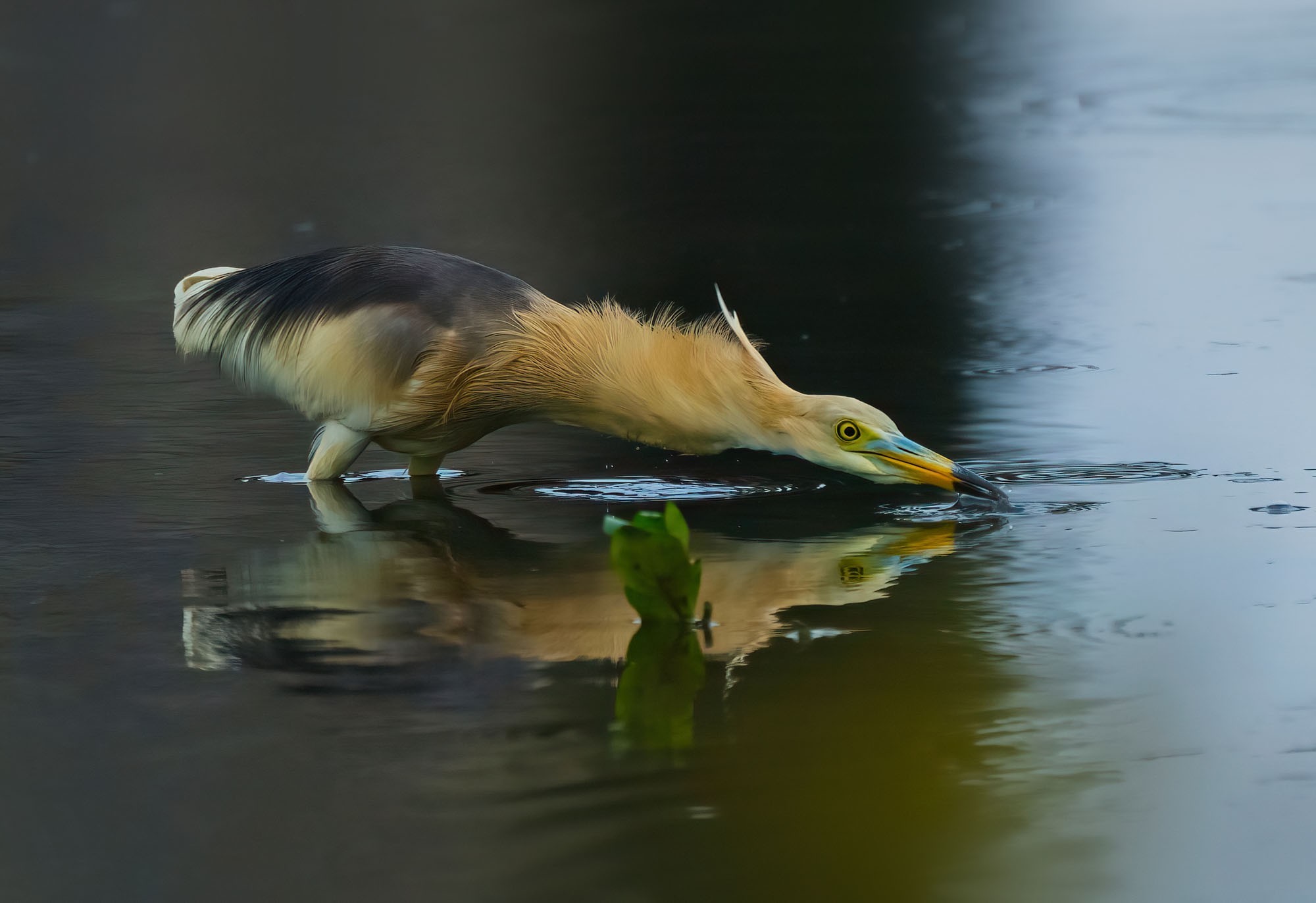 1̬Ӱ ʿGFX100 II+GF500mmF5.6ͷ