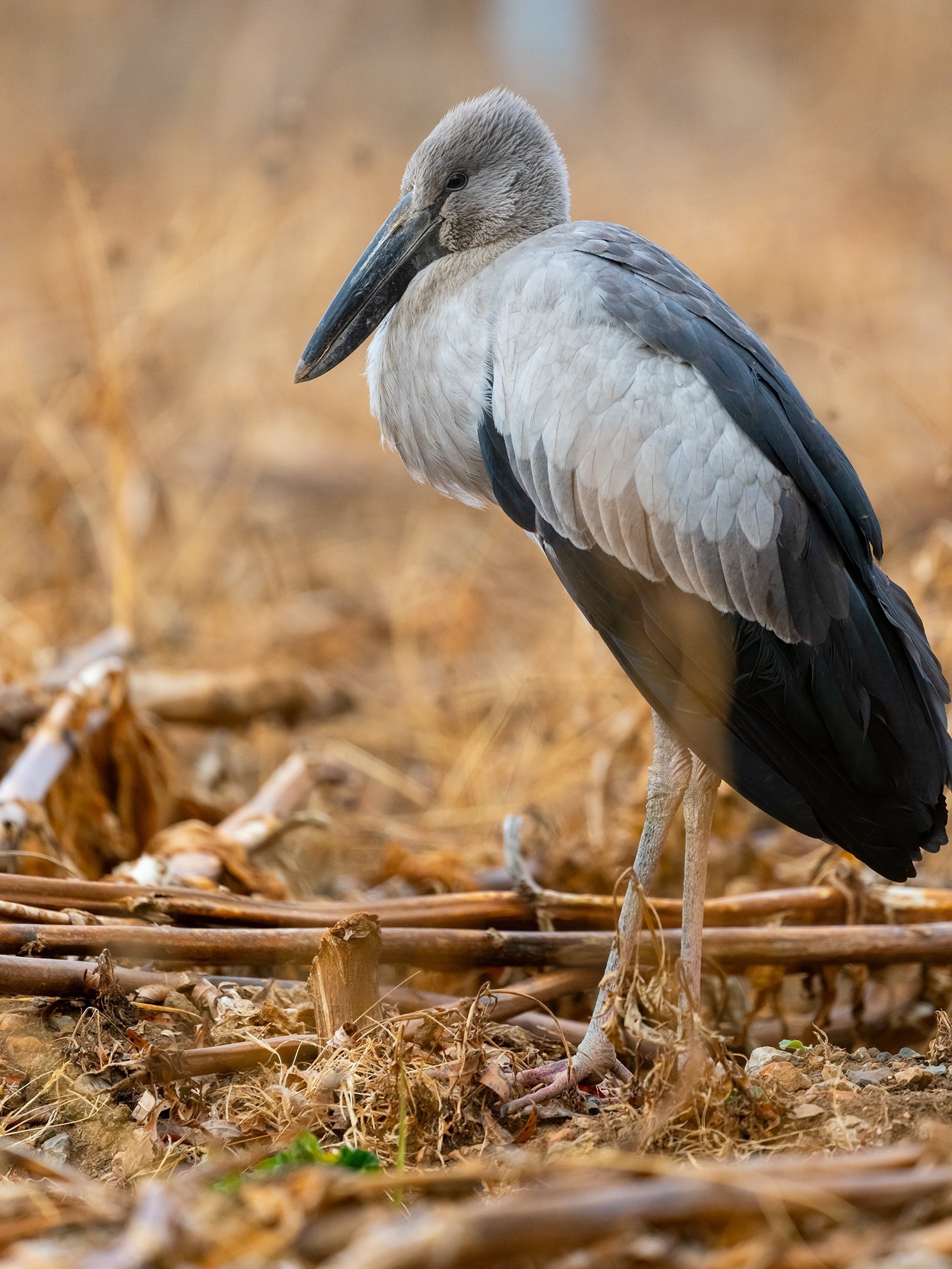 ʿGFX100 II+GF500mm F5.6л̬Ӱ