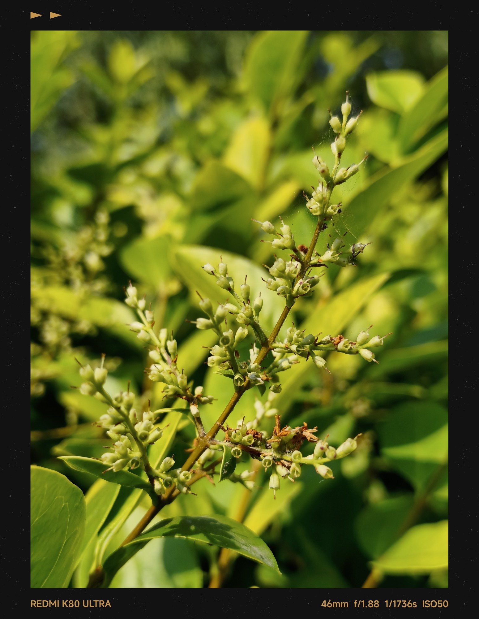 REDMI K80�����ȫ�����⣺�Լ۱Ȼ��ÿ�����