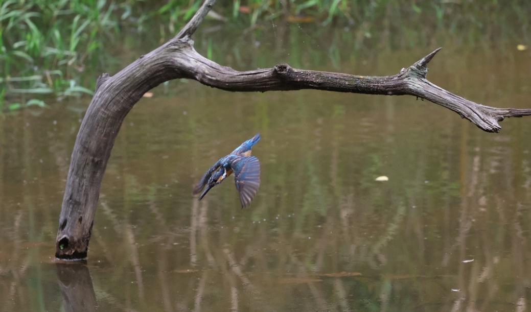 Խ ܷȫר΢EOS R6 Mark III