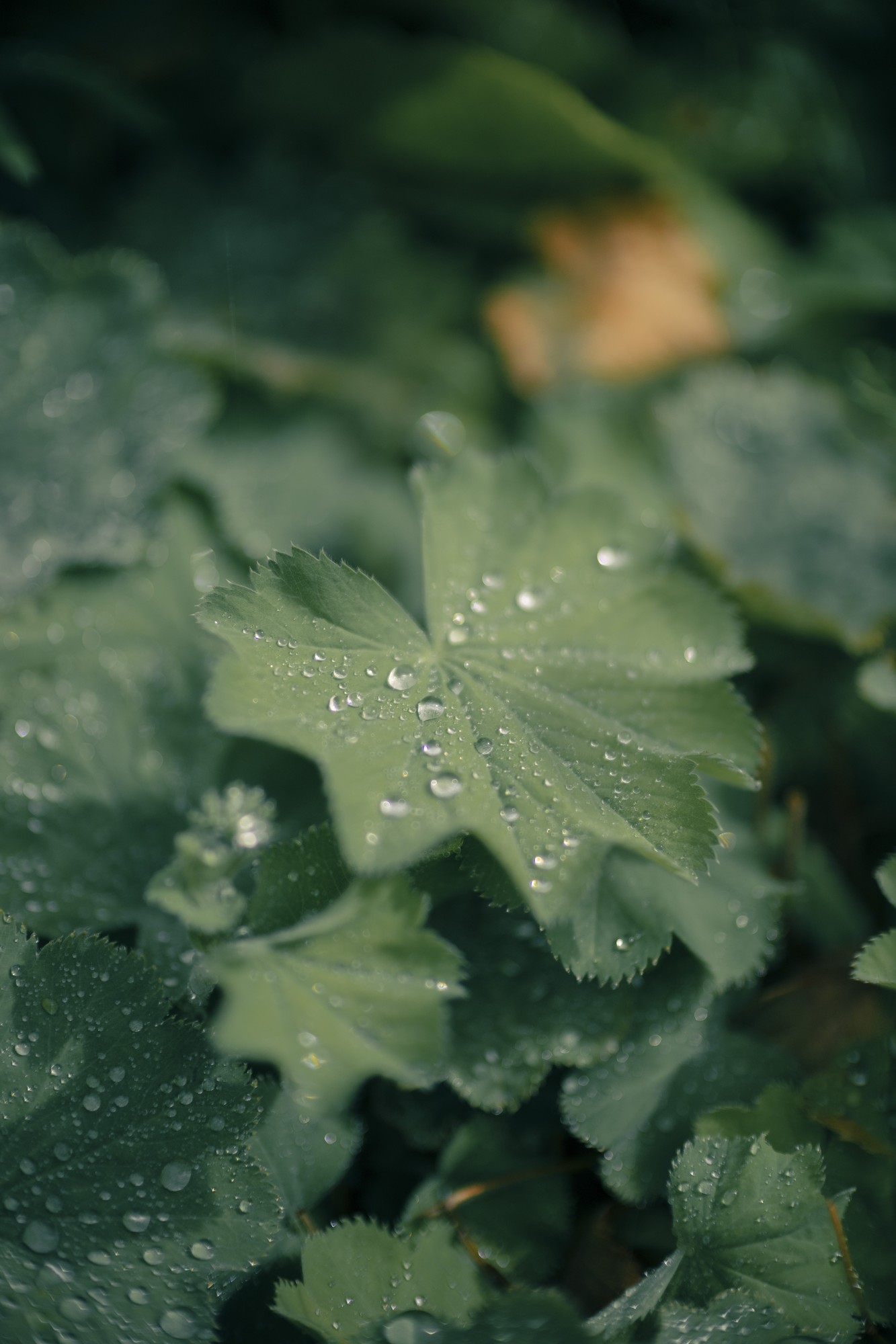 F1.2大光圈亲民之选 佳能发布RF45mm F1.2 STM镜头