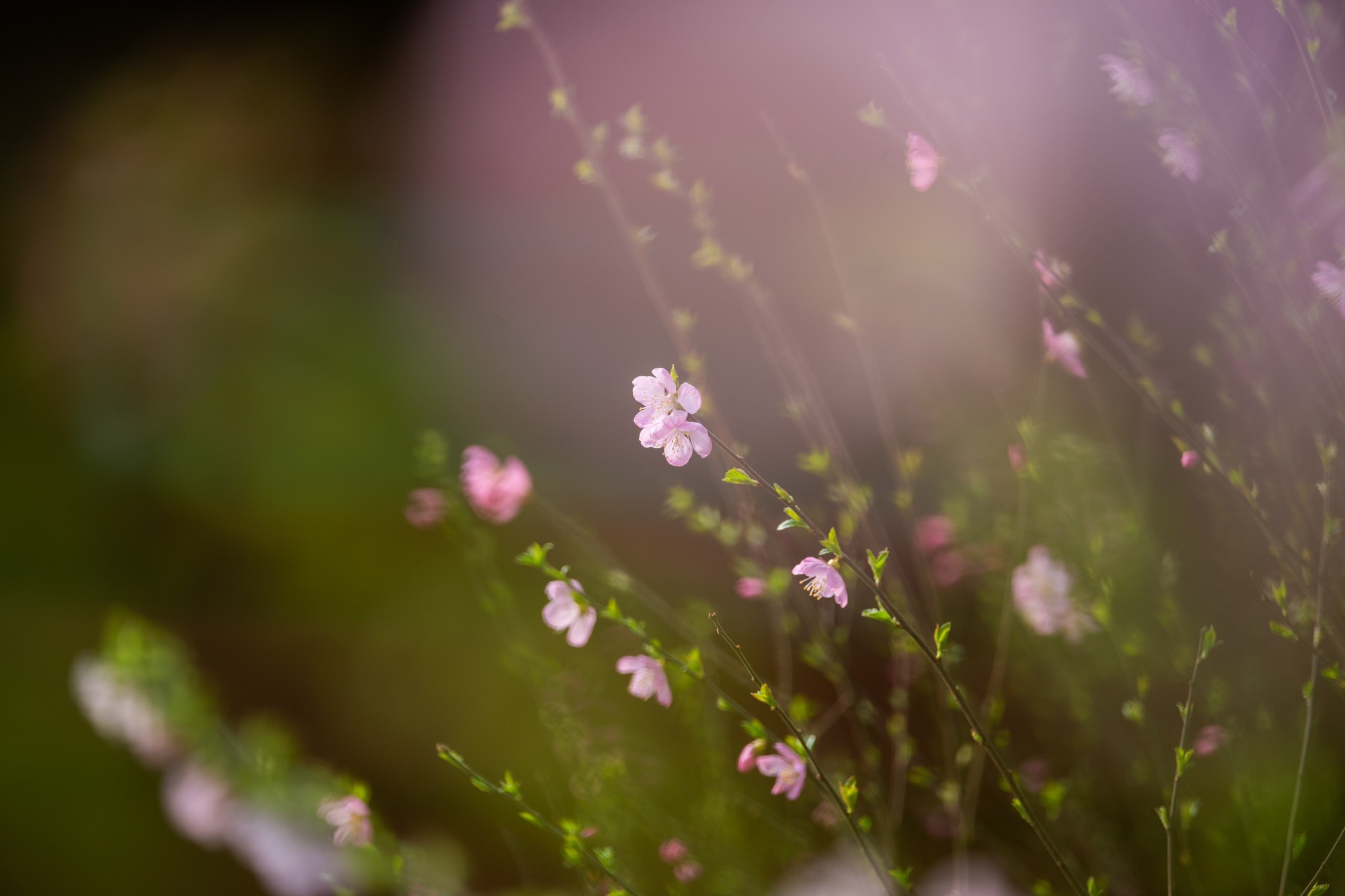 ��˶� Z 70 - 200mm f/2.8 VR S II��������ͷ�Ƽ���